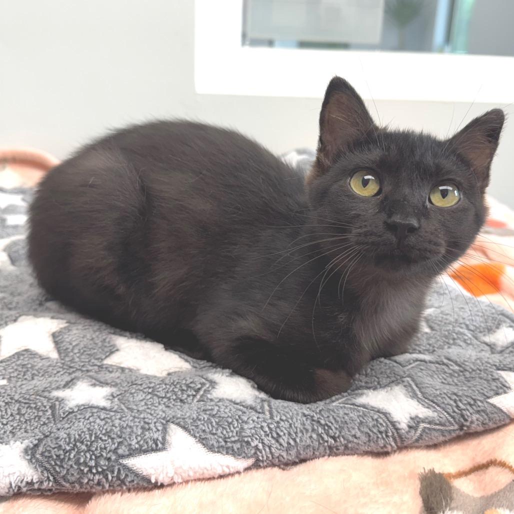 Pixie, a Adoptable Domestic Short Hair in Zimmerman, MN image 3/6