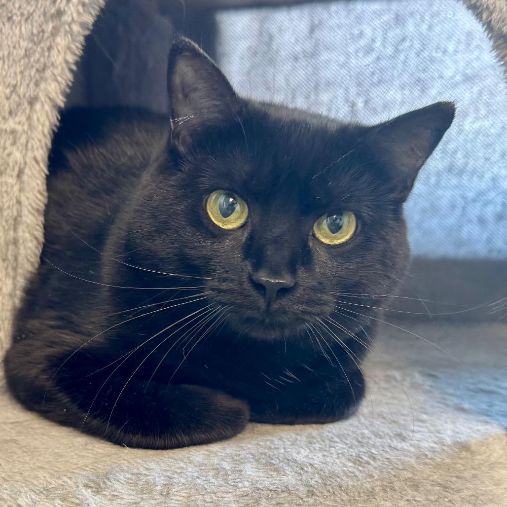 Pixie, a Adoptable Domestic Short Hair in Zimmerman, MN image 3/6