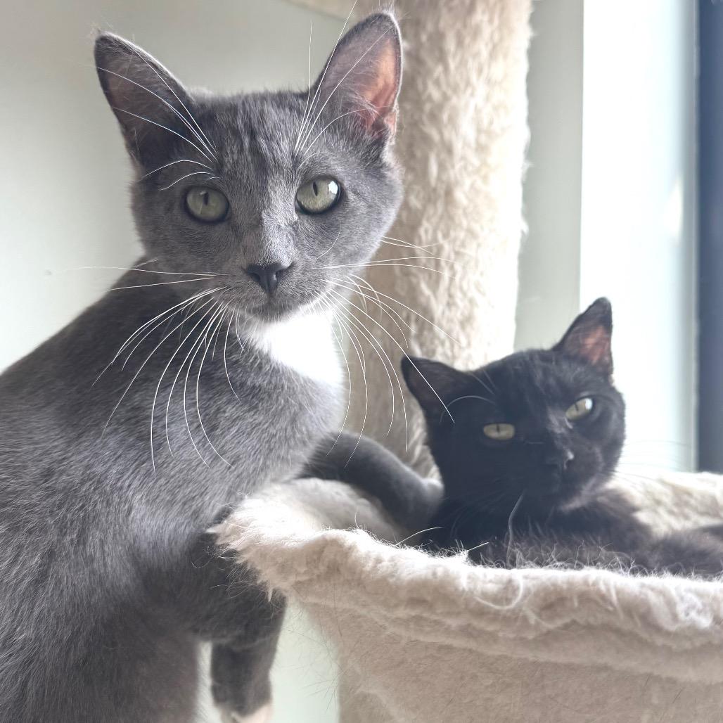 Pixie, a Adoptable Domestic Short Hair in Zimmerman, MN image 4/6