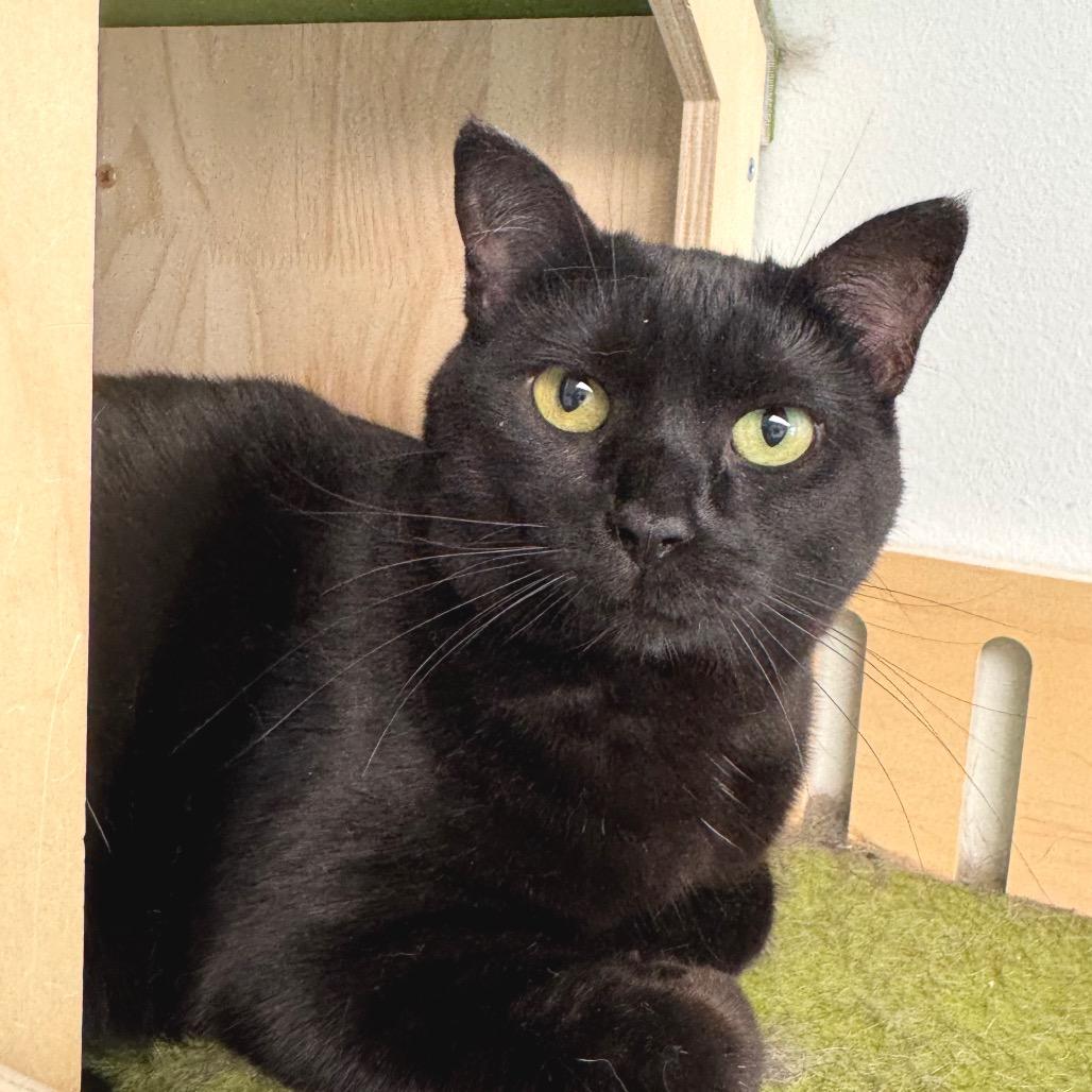 Pixie, a Adoptable Domestic Short Hair in Zimmerman, MN image 3/5