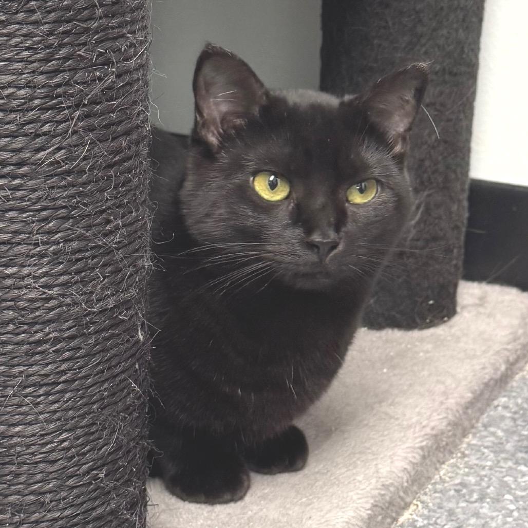 Pixie, a Adoptable Domestic Short Hair in Zimmerman, MN image 5/6