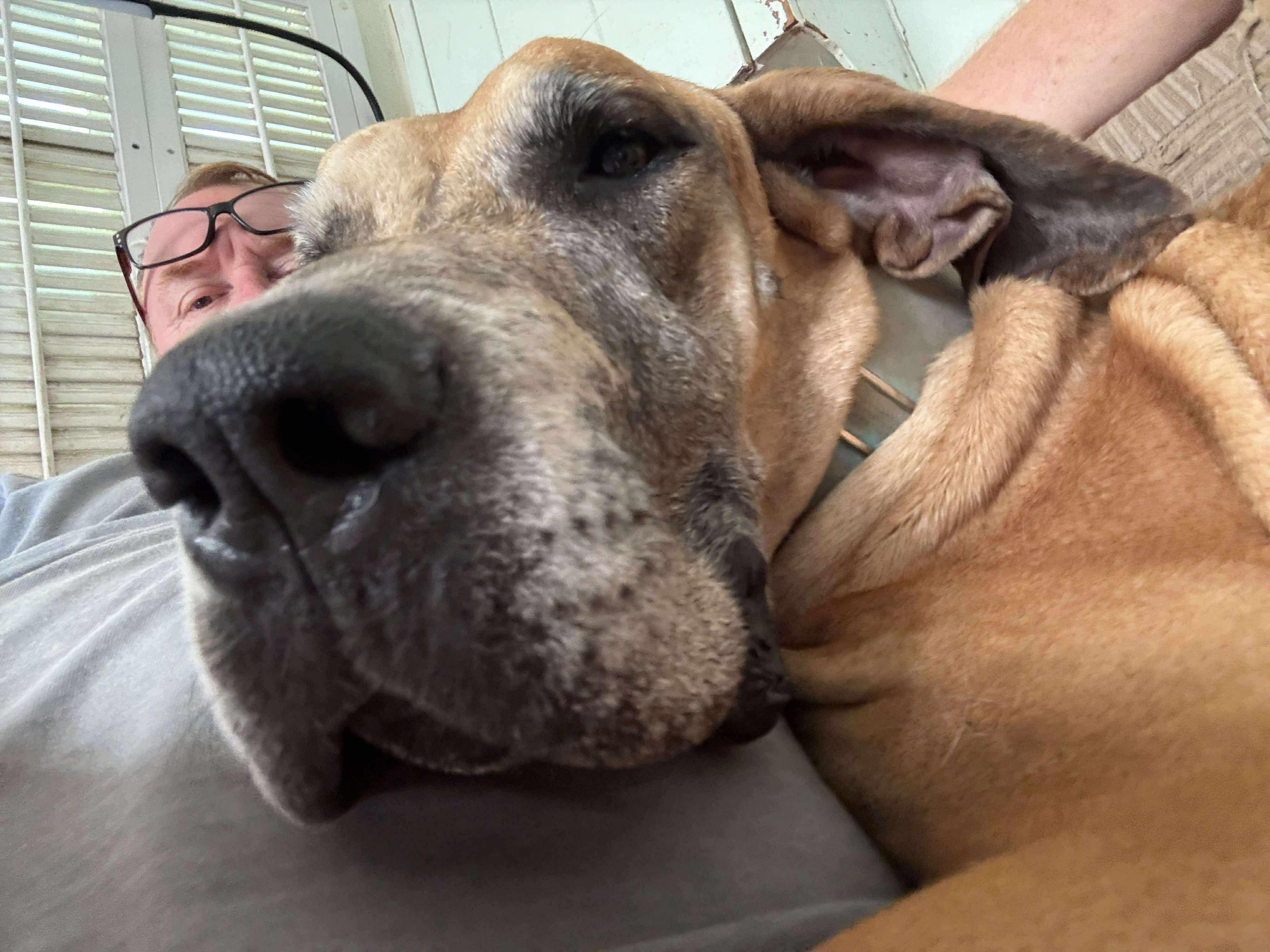 Duchess, an adoptable Great Dane in Pensacola, FL image 1/6