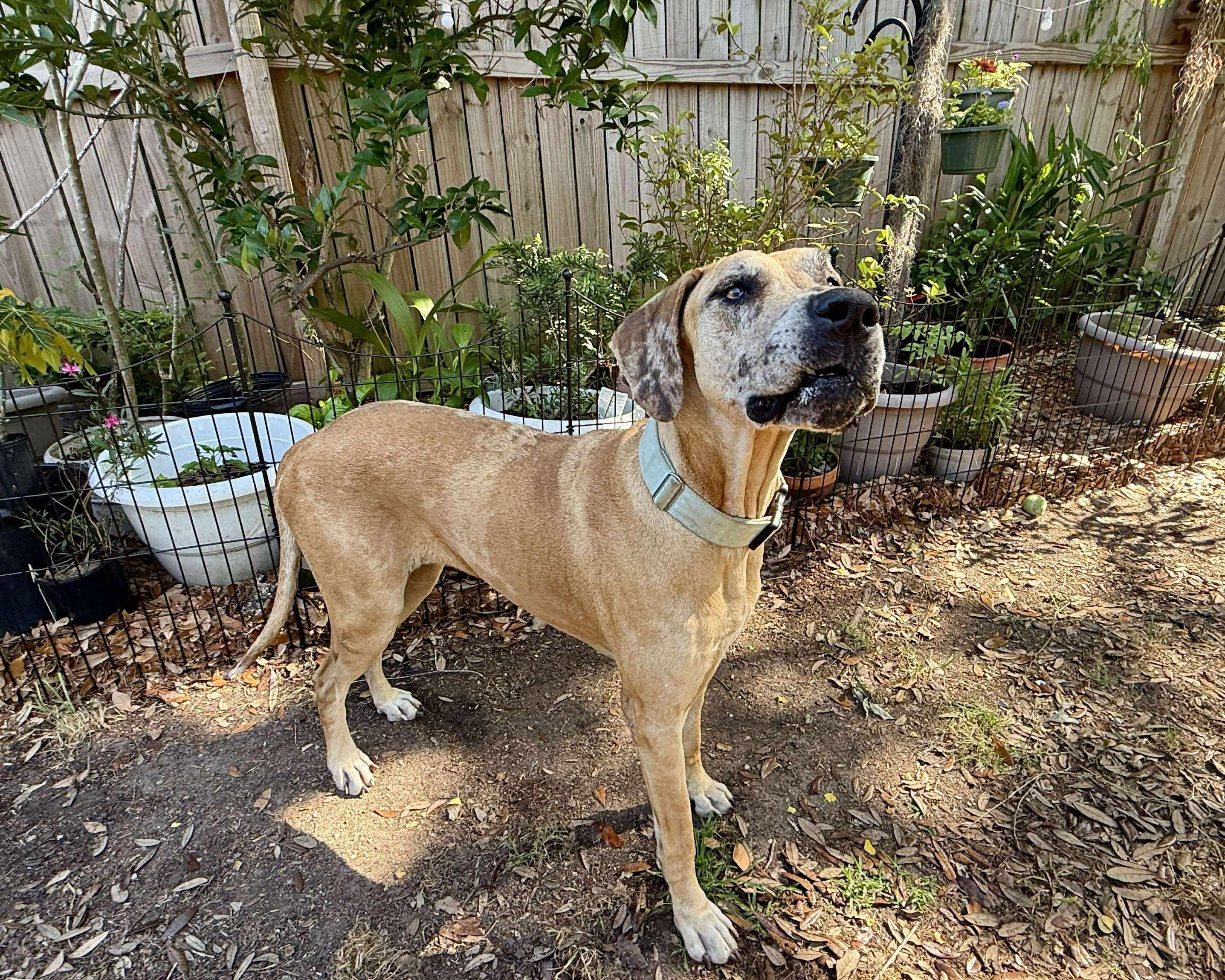 Duchess, an adoptable Great Dane in Pensacola, FL image 2/6