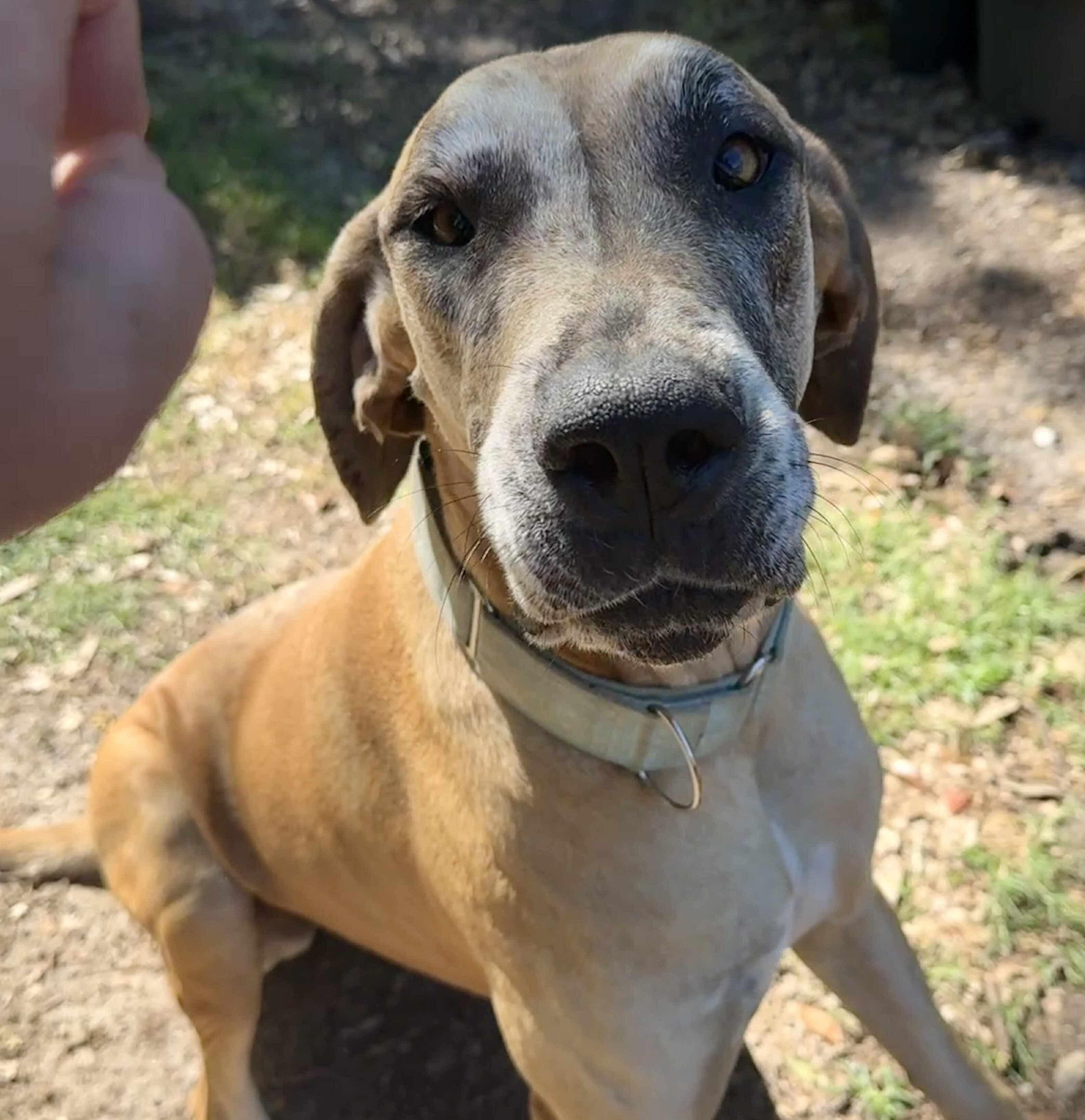 Duchess, an adoptable Great Dane in Pensacola, FL image 3/6