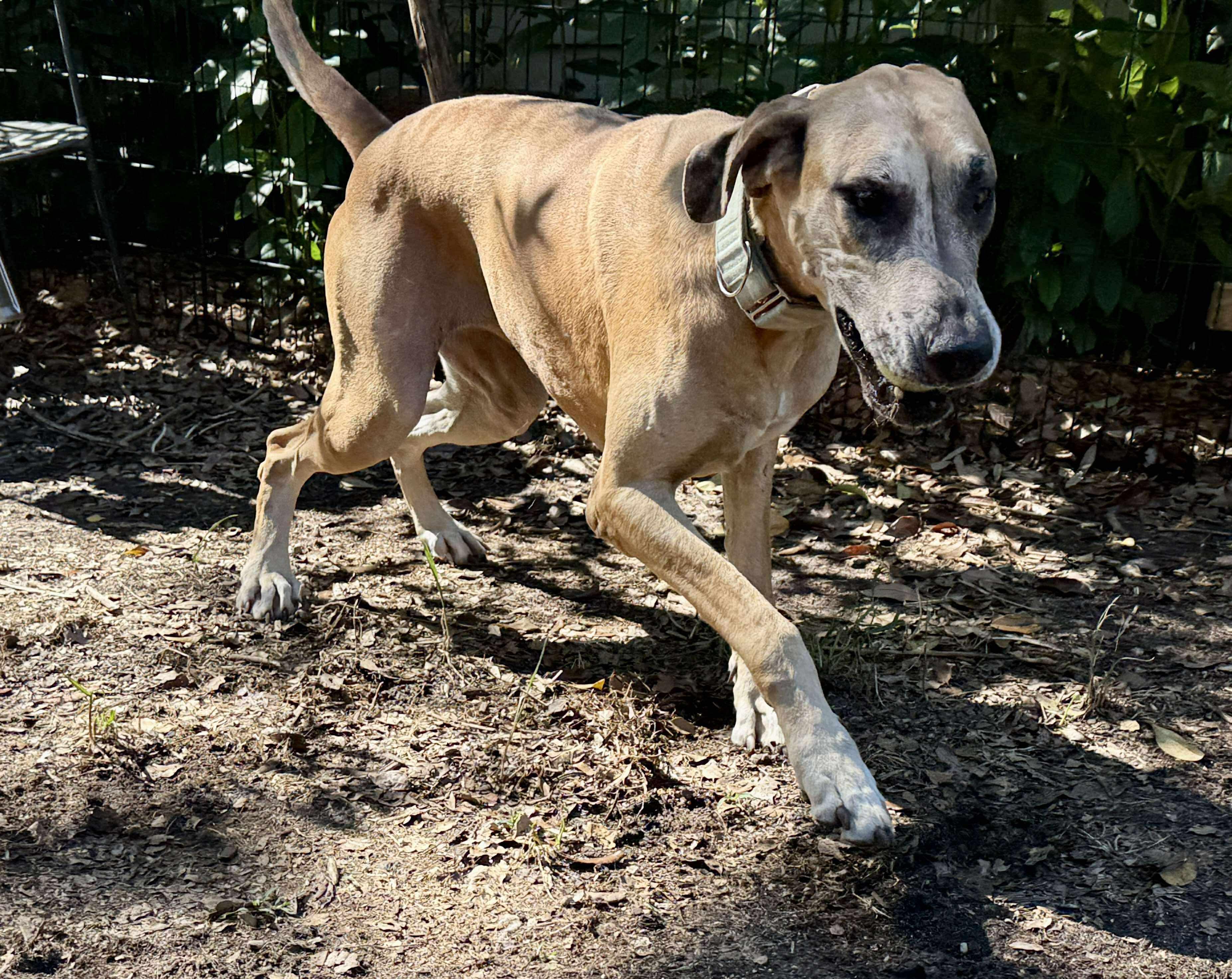 Duchess, an adoptable Great Dane in Pensacola, FL image 4/6