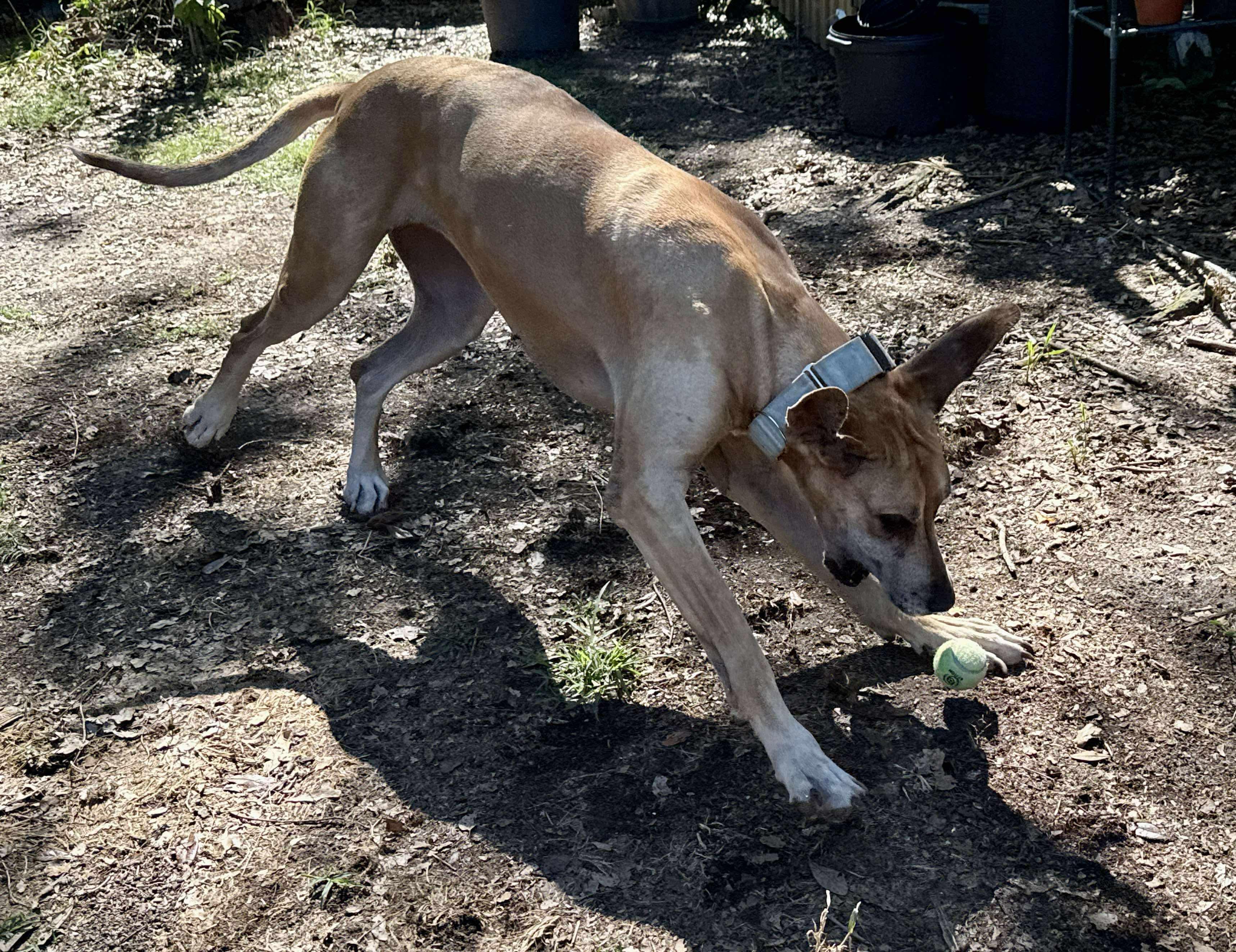 Duchess, an adoptable Great Dane in Pensacola, FL image 5/6