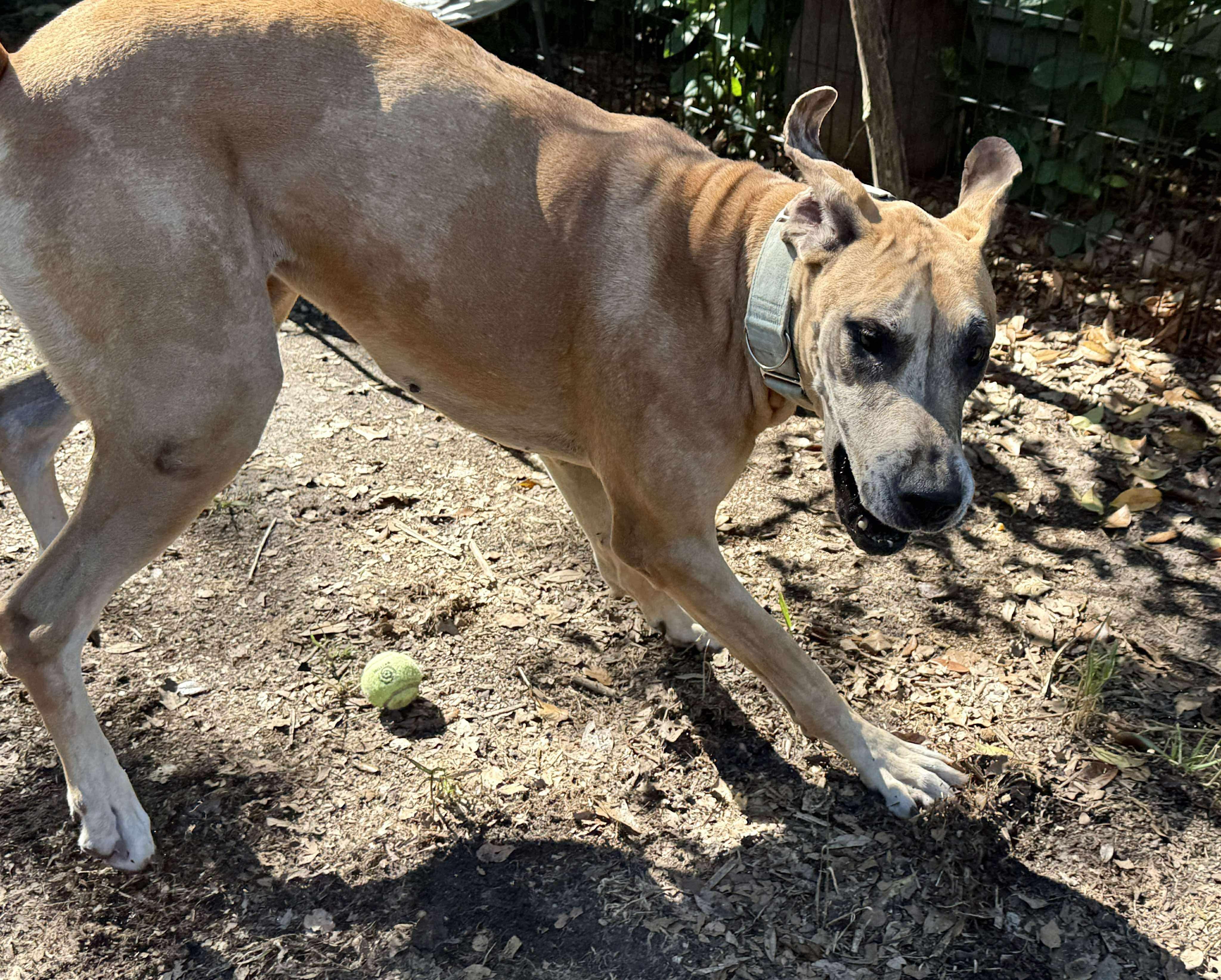 Duchess, an adoptable Great Dane in Pensacola, FL image 6/6