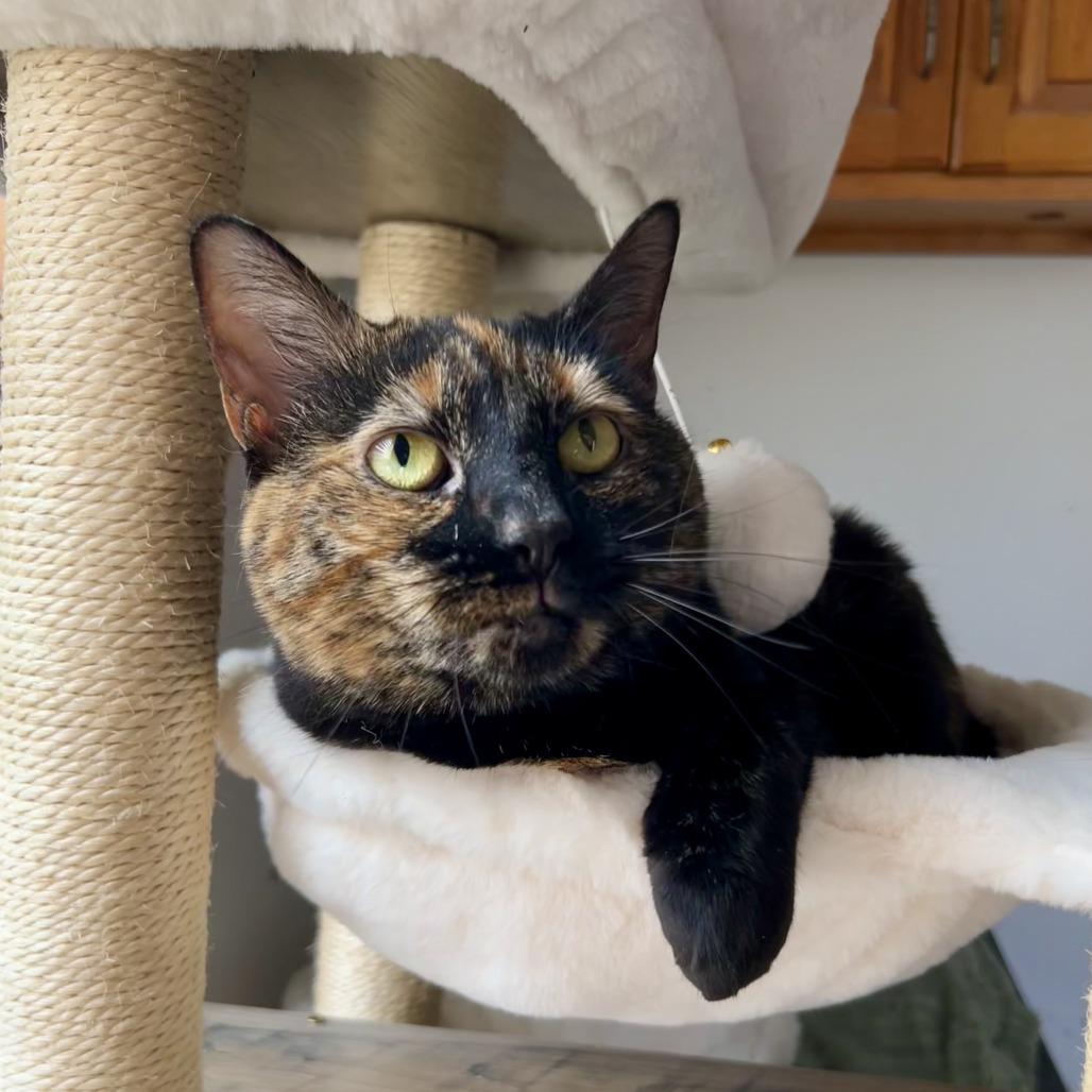 Enlarge Ginger Ale, a Adoptable Domestic Short Hair in Wind Gap, PA image 1/3