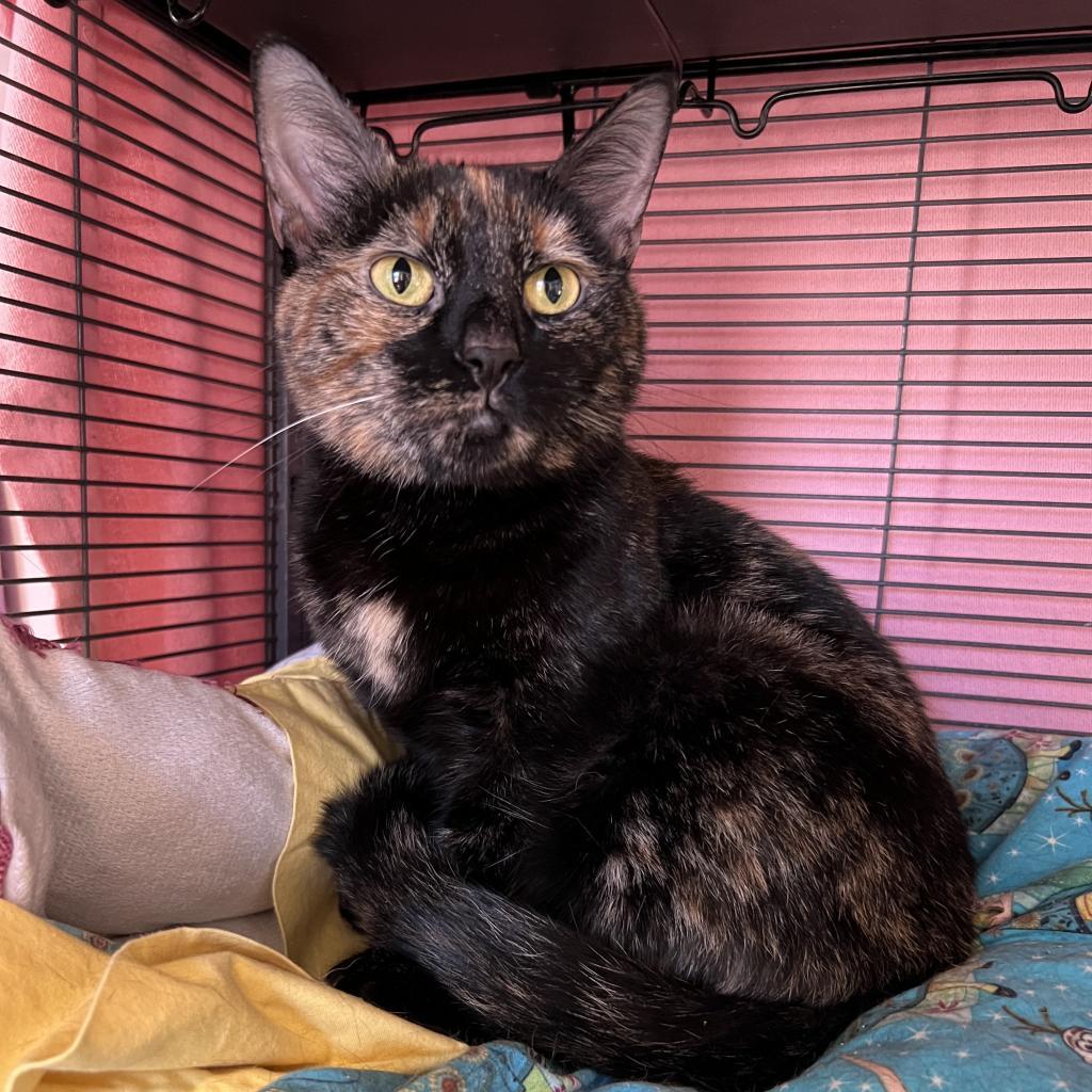 Enlarge Ginger Ale, a Adoptable Domestic Short Hair in Wind Gap, PA image 2/3