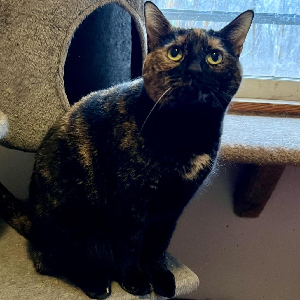 Enlarge Ginger Ale, a Adoptable Domestic Short Hair in Wind Gap, PA image 3/3