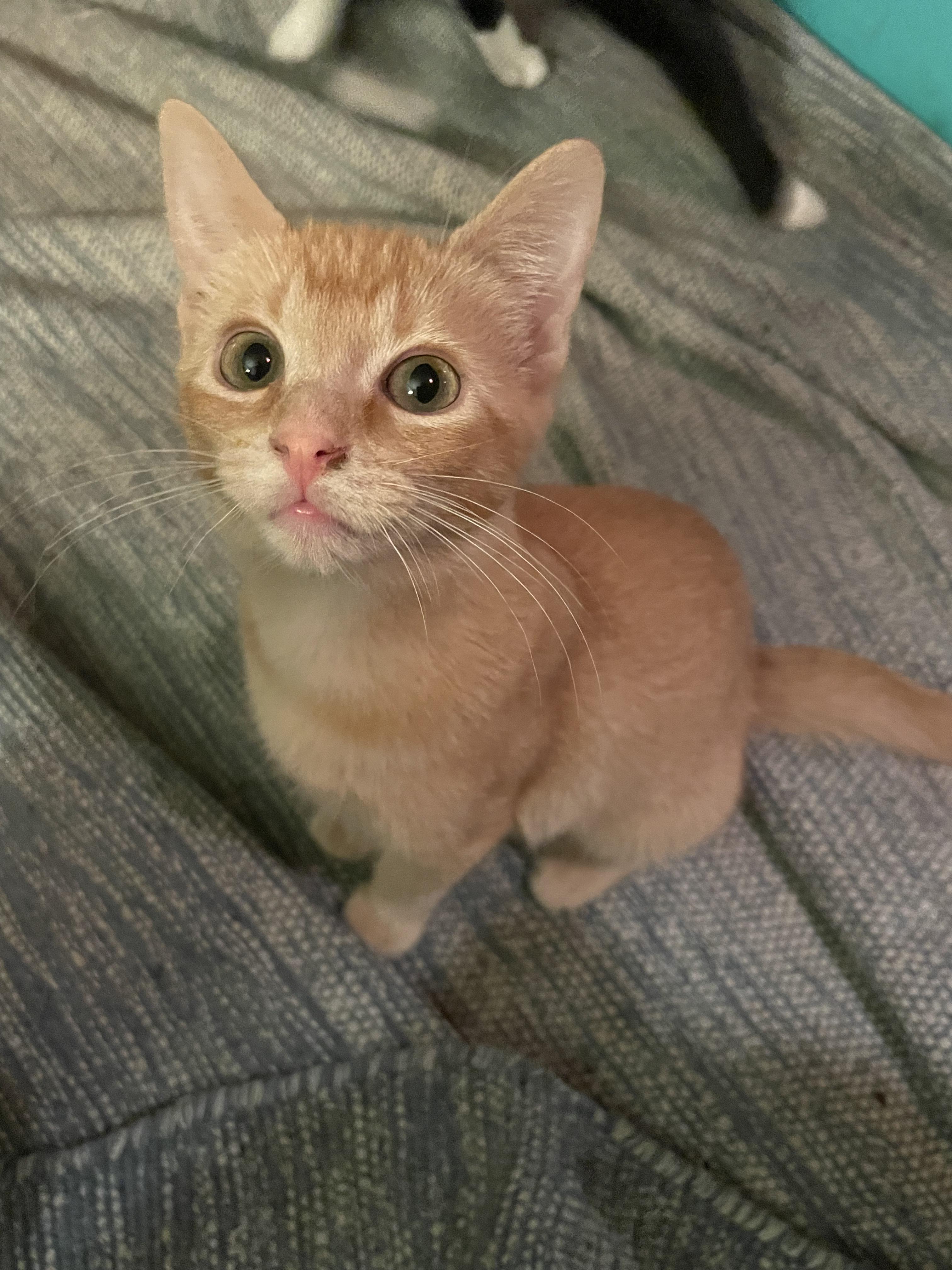 Cat for adoption Babe, a Domestic Short Hair Mix in Avondale Estates