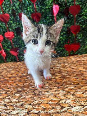 Wade (In Foster Care)
