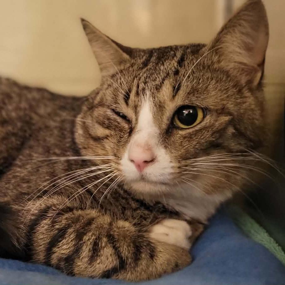 Watson, a Adoptable Domestic Short Hair in Concord, NC image 2/3