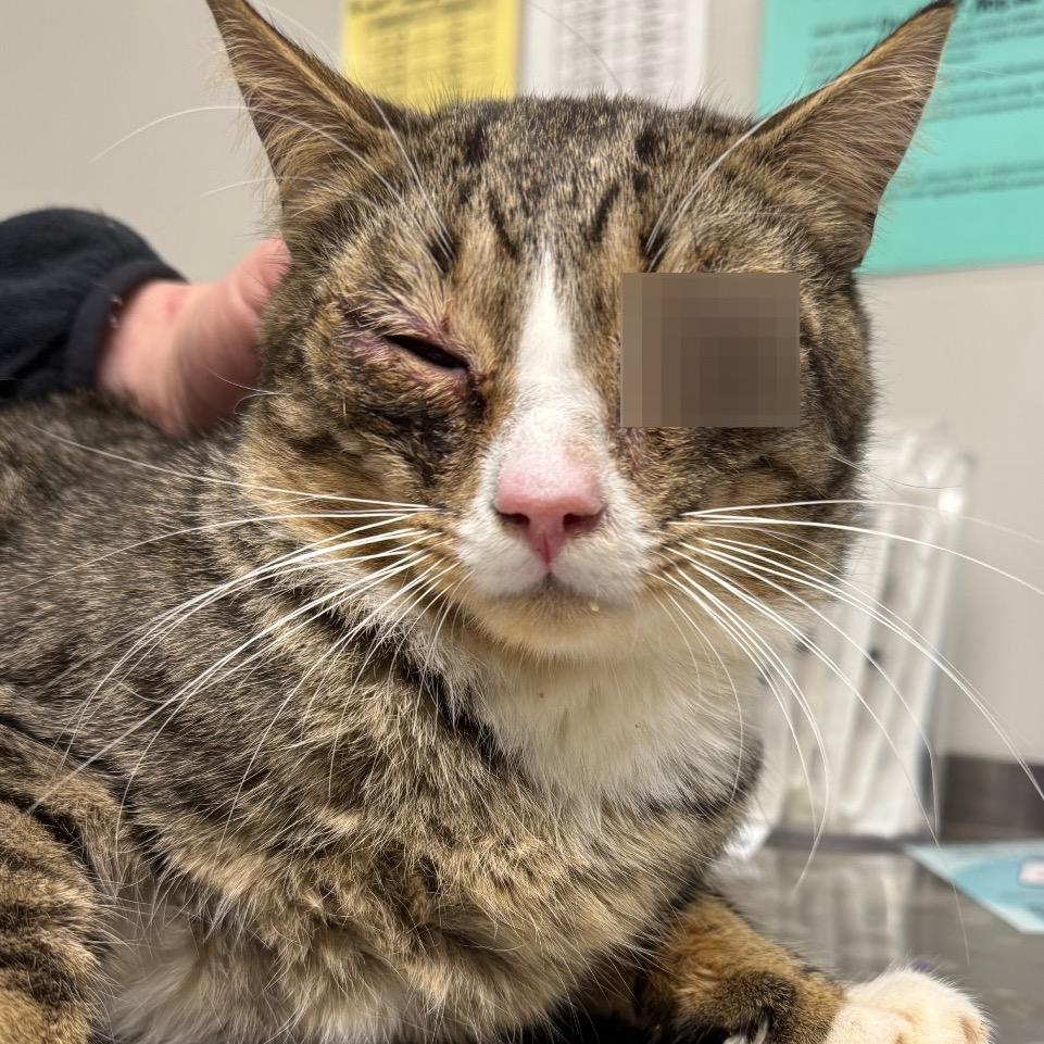 Watson, a Adoptable Domestic Short Hair in Concord, NC image 3/3