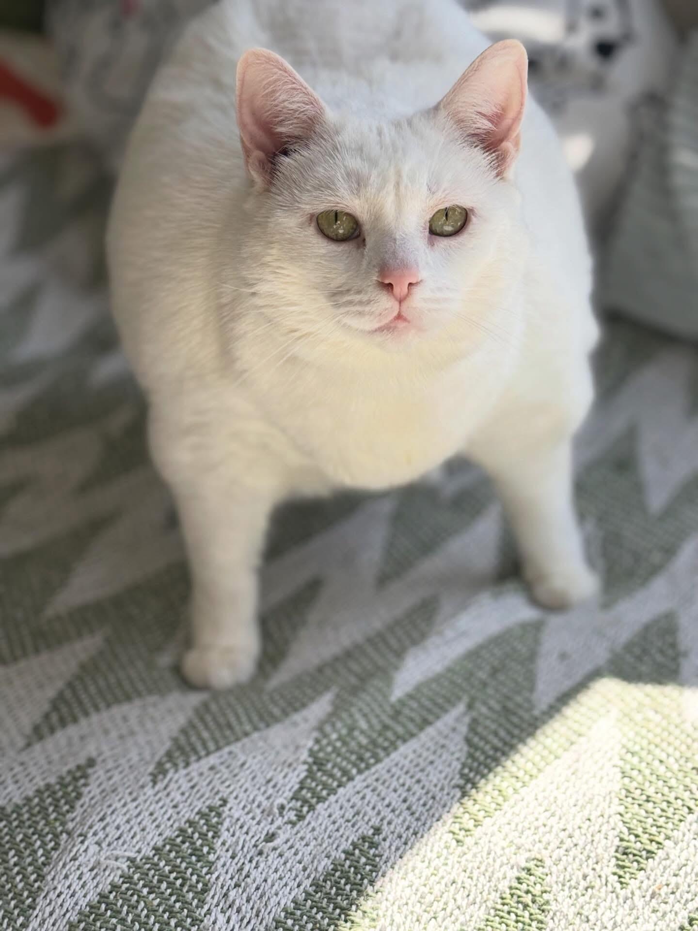 Brie, an adopted Domestic Short Hair in Ottawa, ON image 2/4