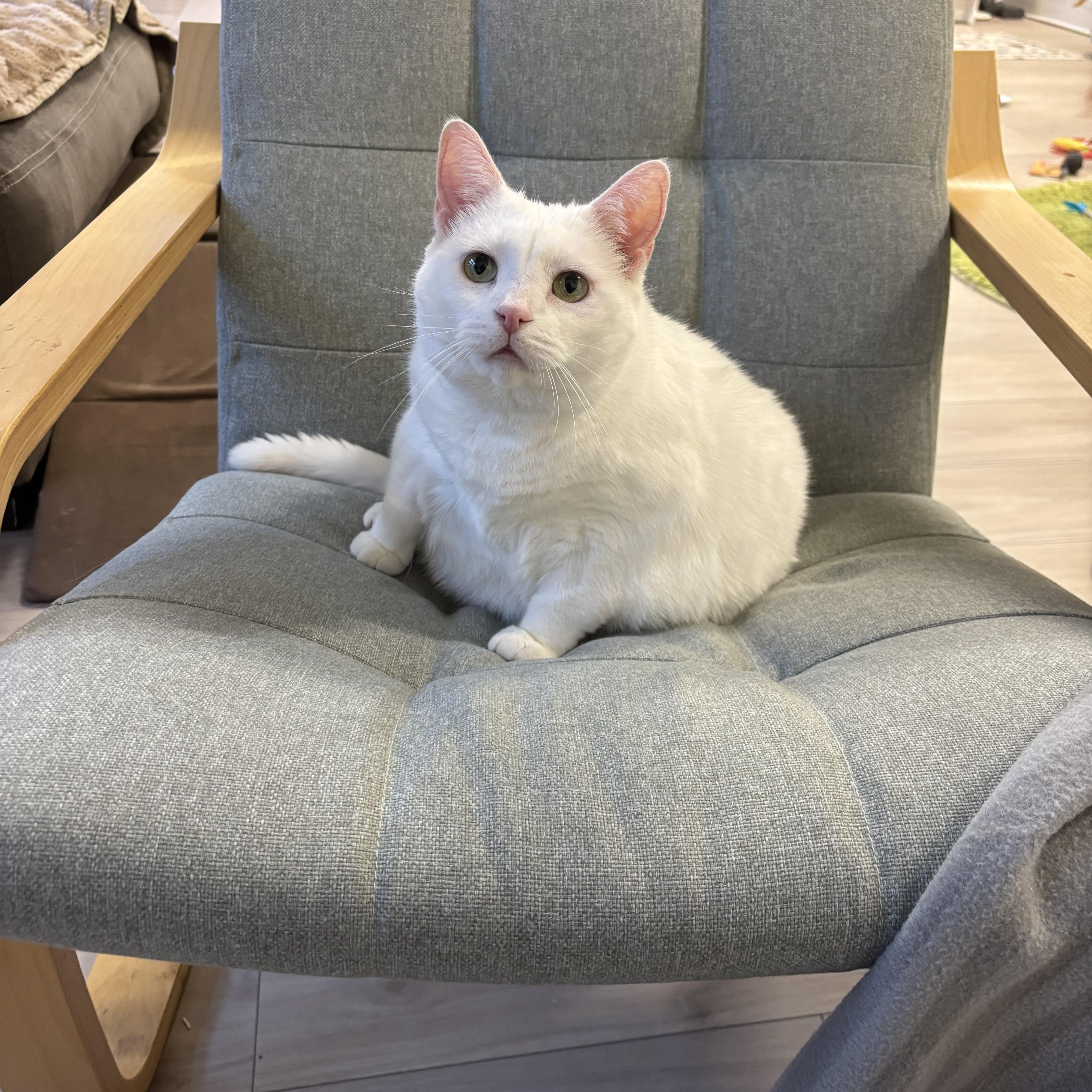 Brie, an adopted Domestic Short Hair in Ottawa, ON image 1/4
