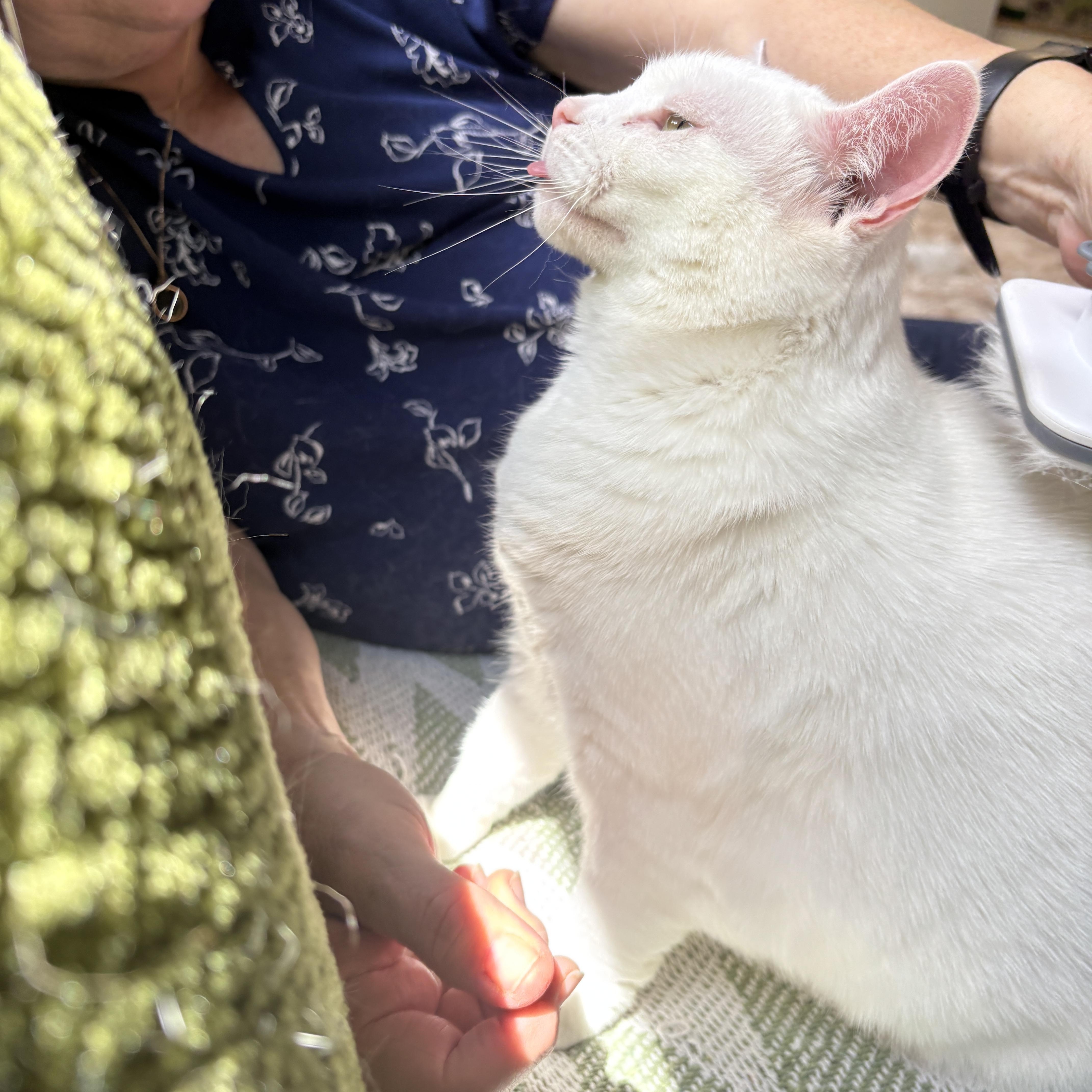 Brie, an adopted Domestic Short Hair in Ottawa, ON image 4/4