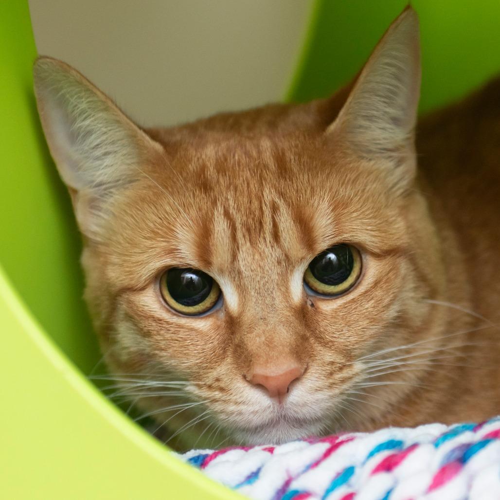 Enlarge Pepper, a Adoptable Domestic Short Hair in Middletown, RI image 1/1