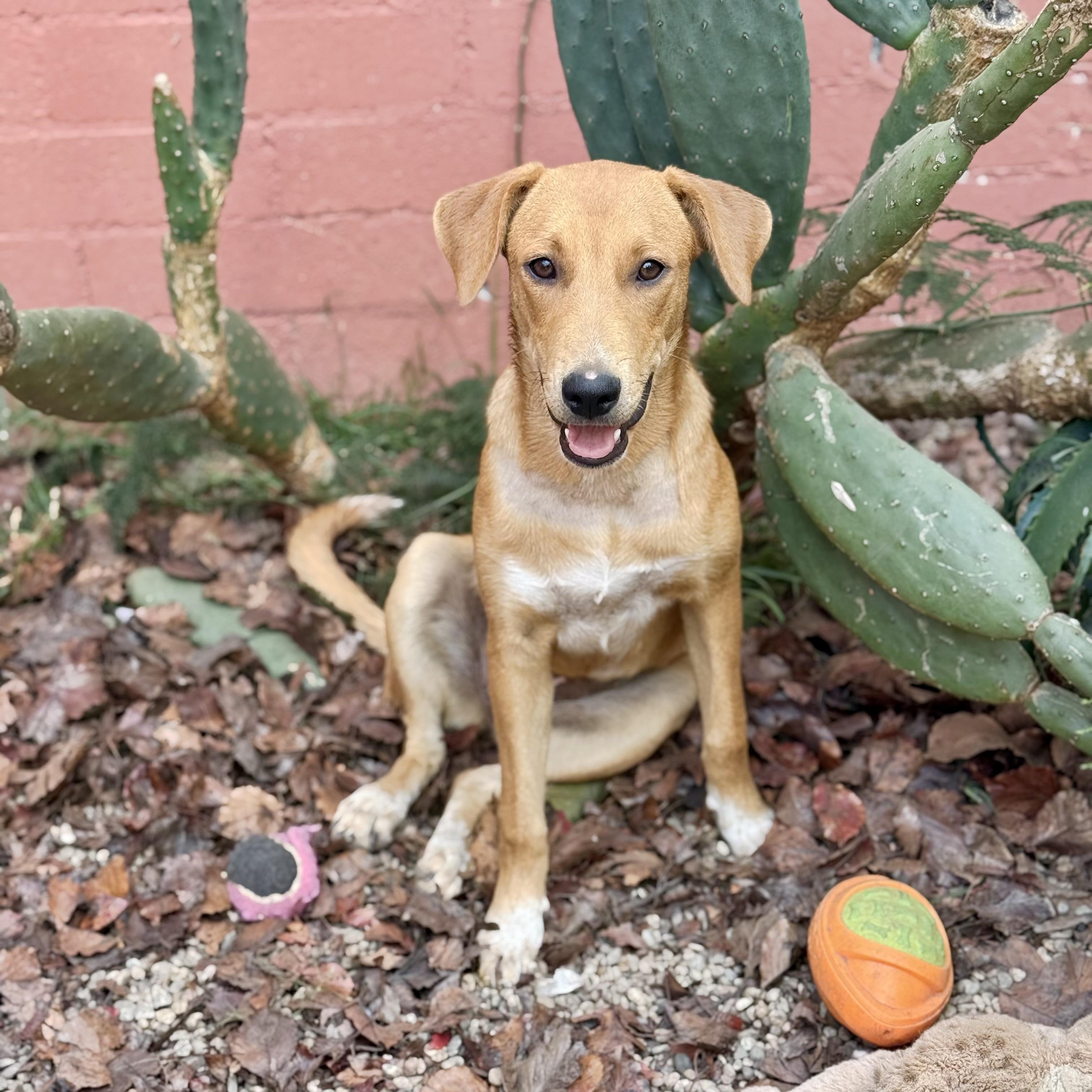 Sonora, Adoptable, Young Female Rhodesian Ridgeback & Black Mouth Cur.