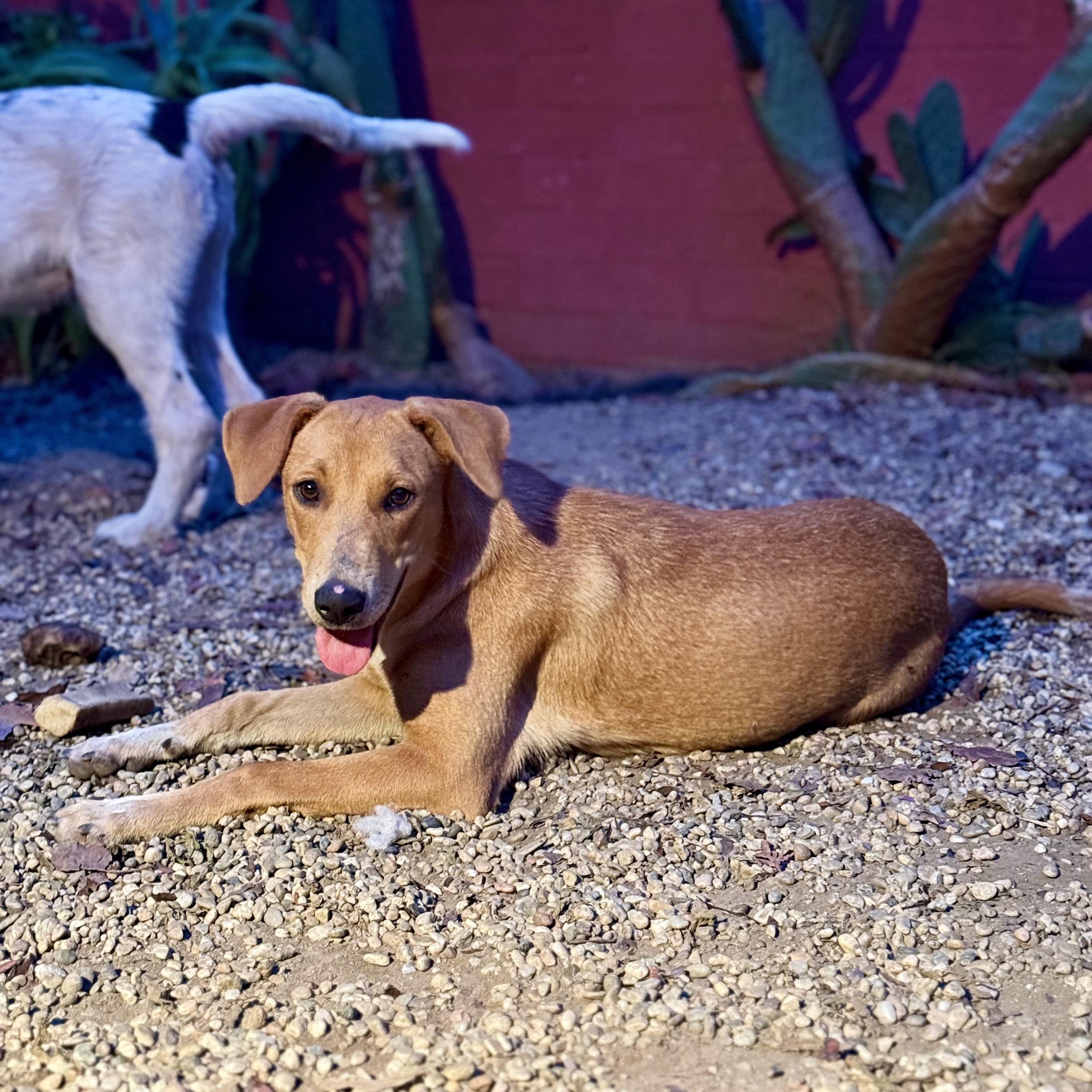 Enlarge Sonora, a Adoptable mixed breed in Santa Monica, CA image 3/6