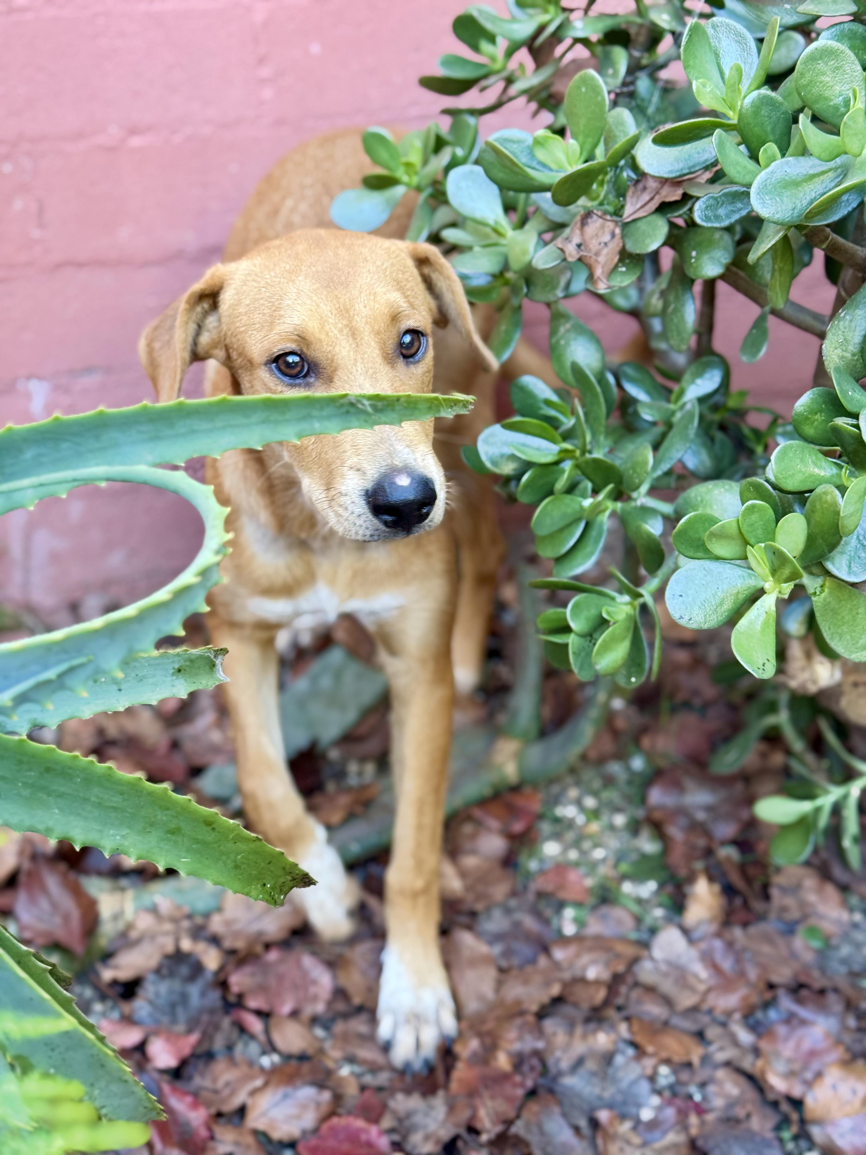 Enlarge Sonora, a Adoptable mixed breed in Santa Monica, CA image 6/6
