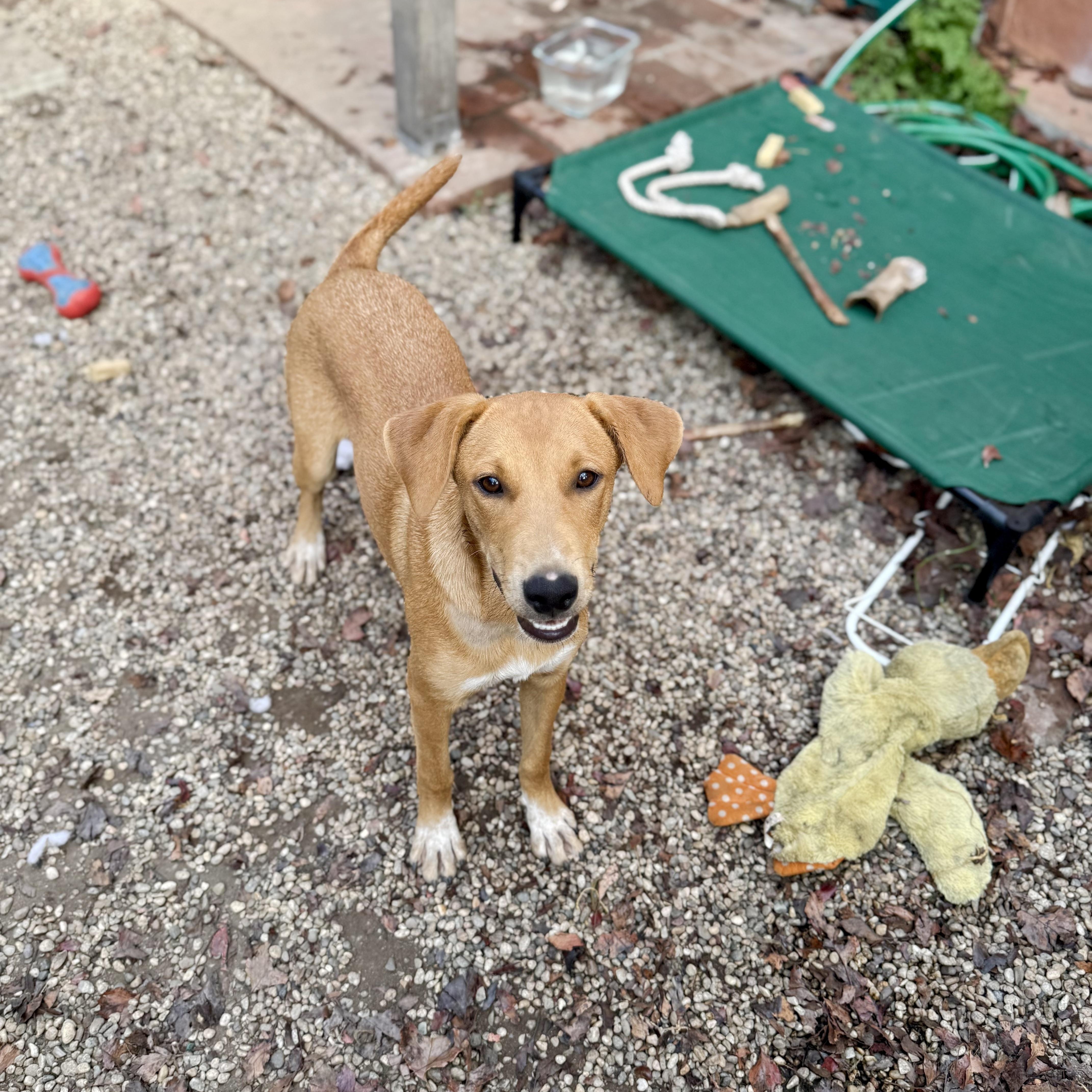Enlarge Sonora, a Adoptable mixed breed in Santa Monica, CA image 4/6