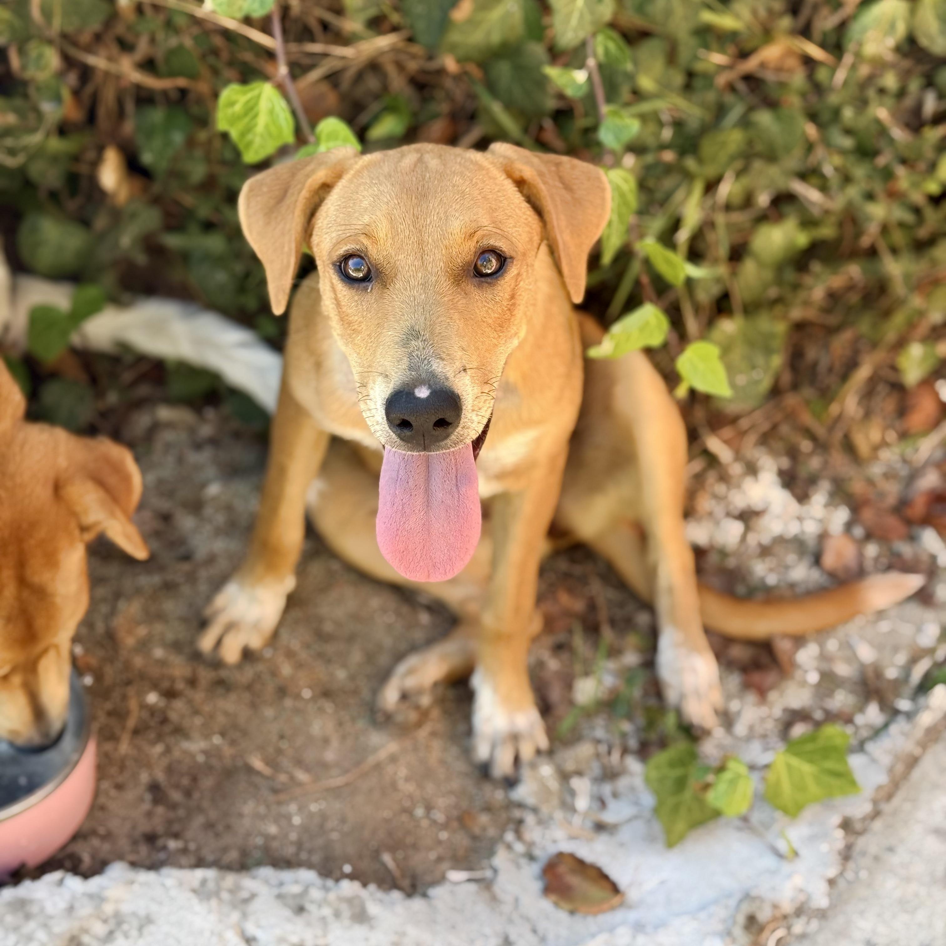 Enlarge Sonora, a Adoptable mixed breed in Santa Monica, CA image 2/6