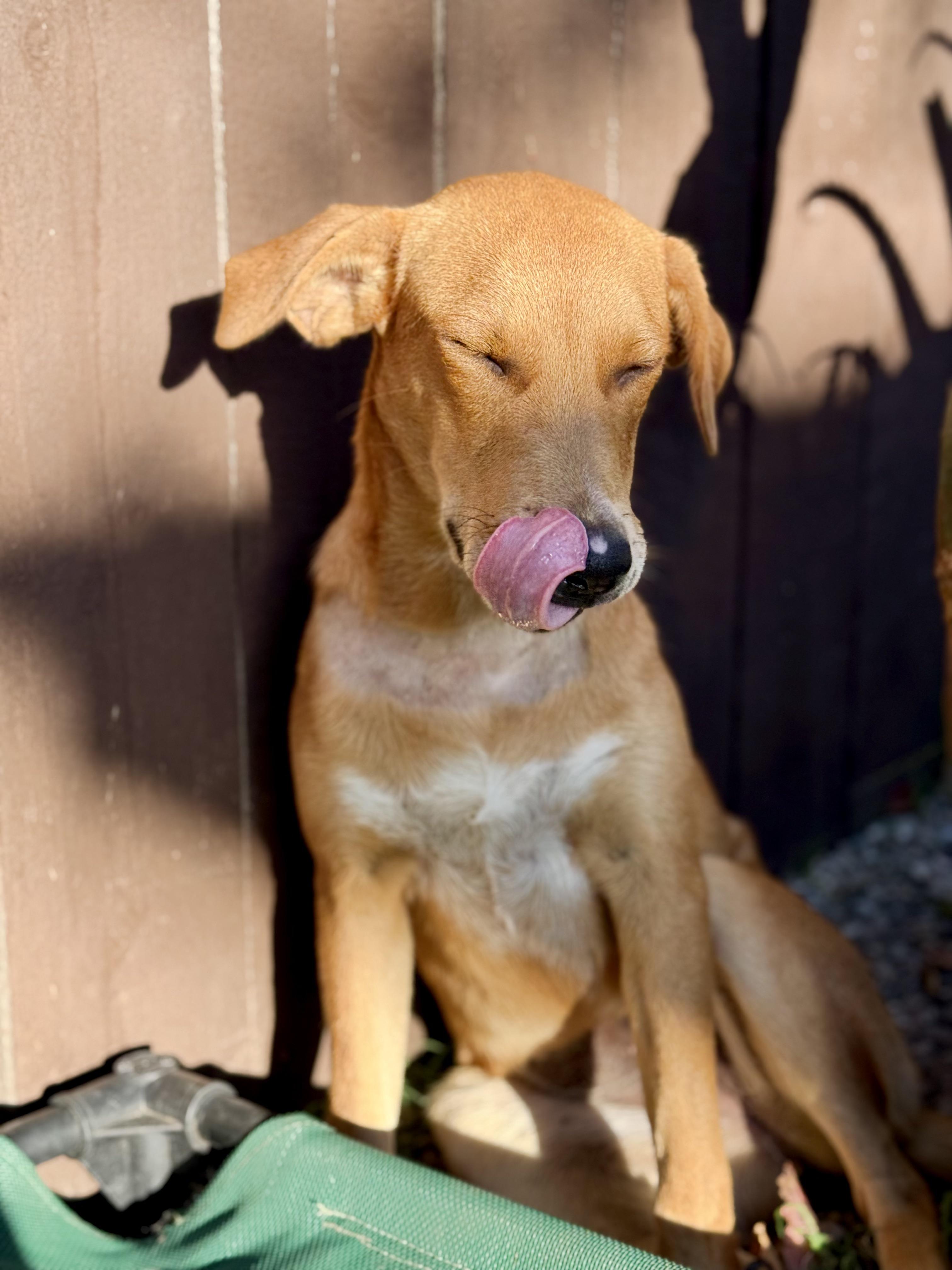 Enlarge Sonora, a Adoptable mixed breed in Santa Monica, CA image 5/6