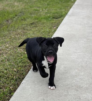 Enlarge Thor, an adopted Labrador Retriever in Salt Lake City, UT image 2/6