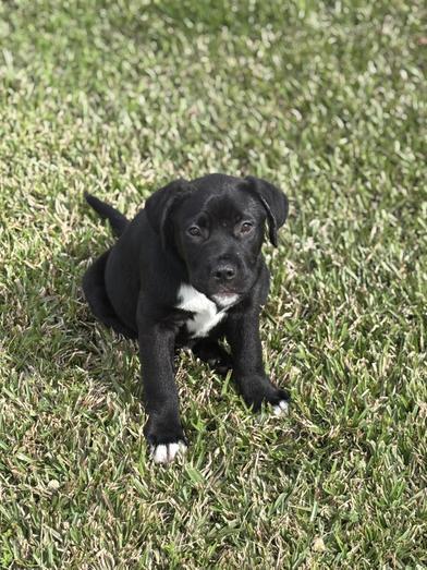 Enlarge Thor, an adopted Labrador Retriever in Salt Lake City, UT image 4/6