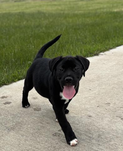 Enlarge Thor, an adopted Labrador Retriever in Salt Lake City, UT image 5/6