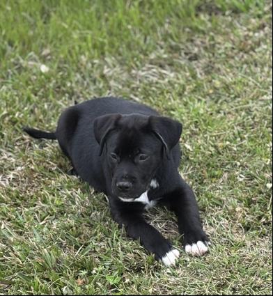 Enlarge Thor, an adopted Labrador Retriever in Salt Lake City, UT image 3/6