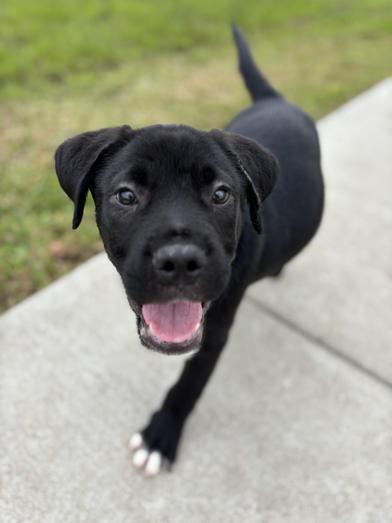 Enlarge Thor, an adopted Labrador Retriever in Salt Lake City, UT image 1/6