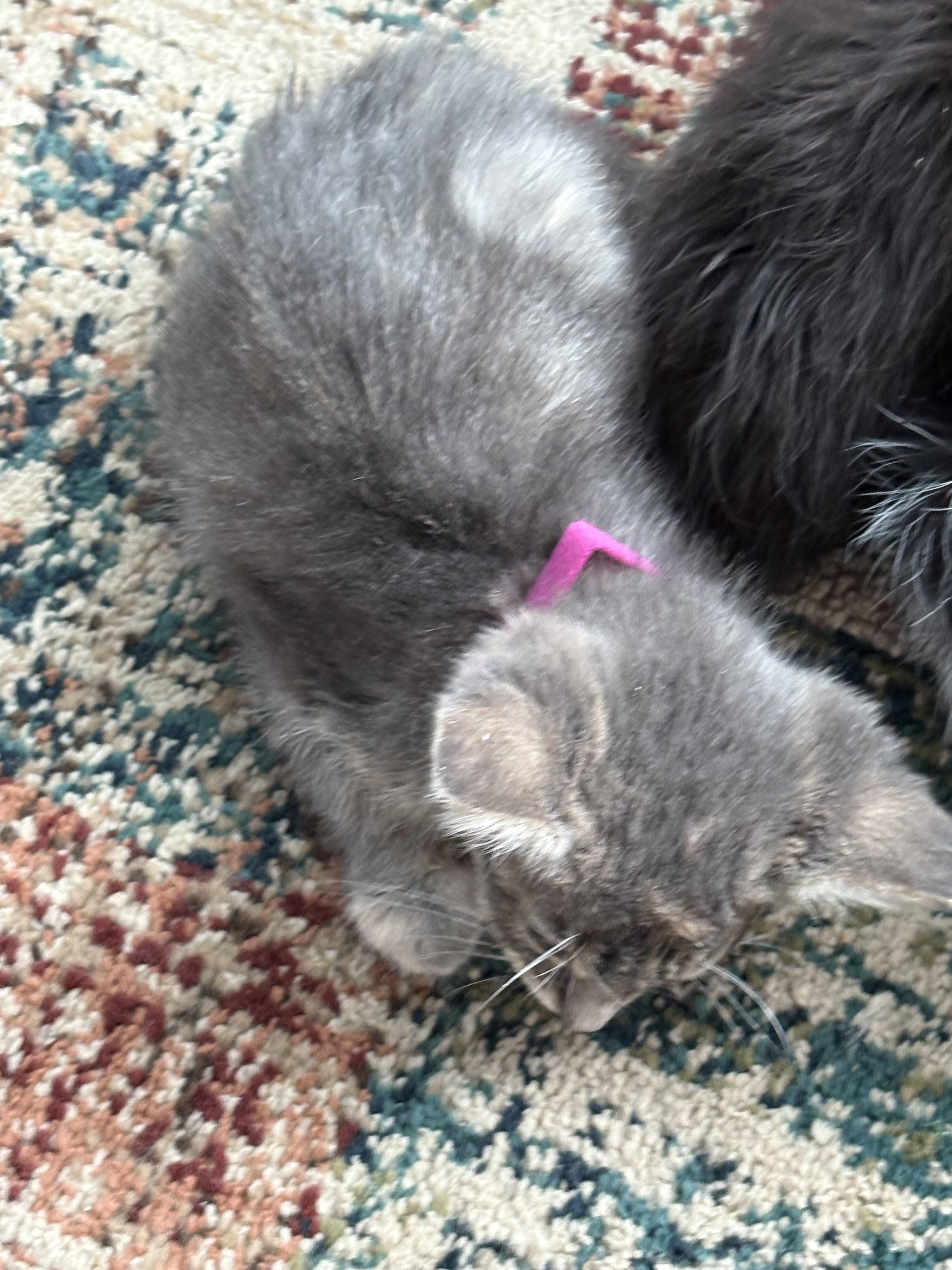 Enlarge Jaime, a Adopted Domestic Medium Hair in Flushing, MI image 1/4