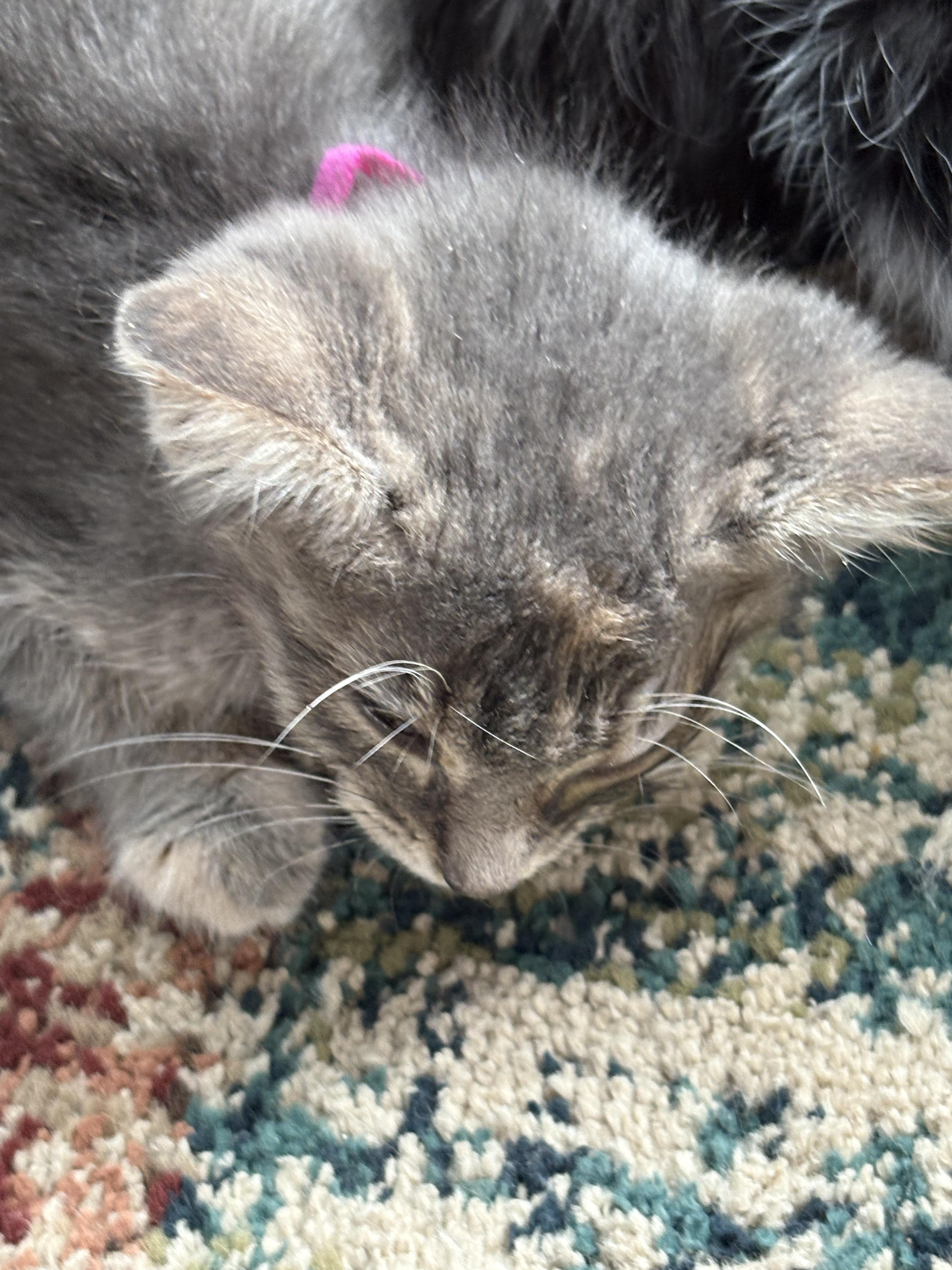 Enlarge Jaime, a Adopted Domestic Medium Hair in Flushing, MI image 2/4