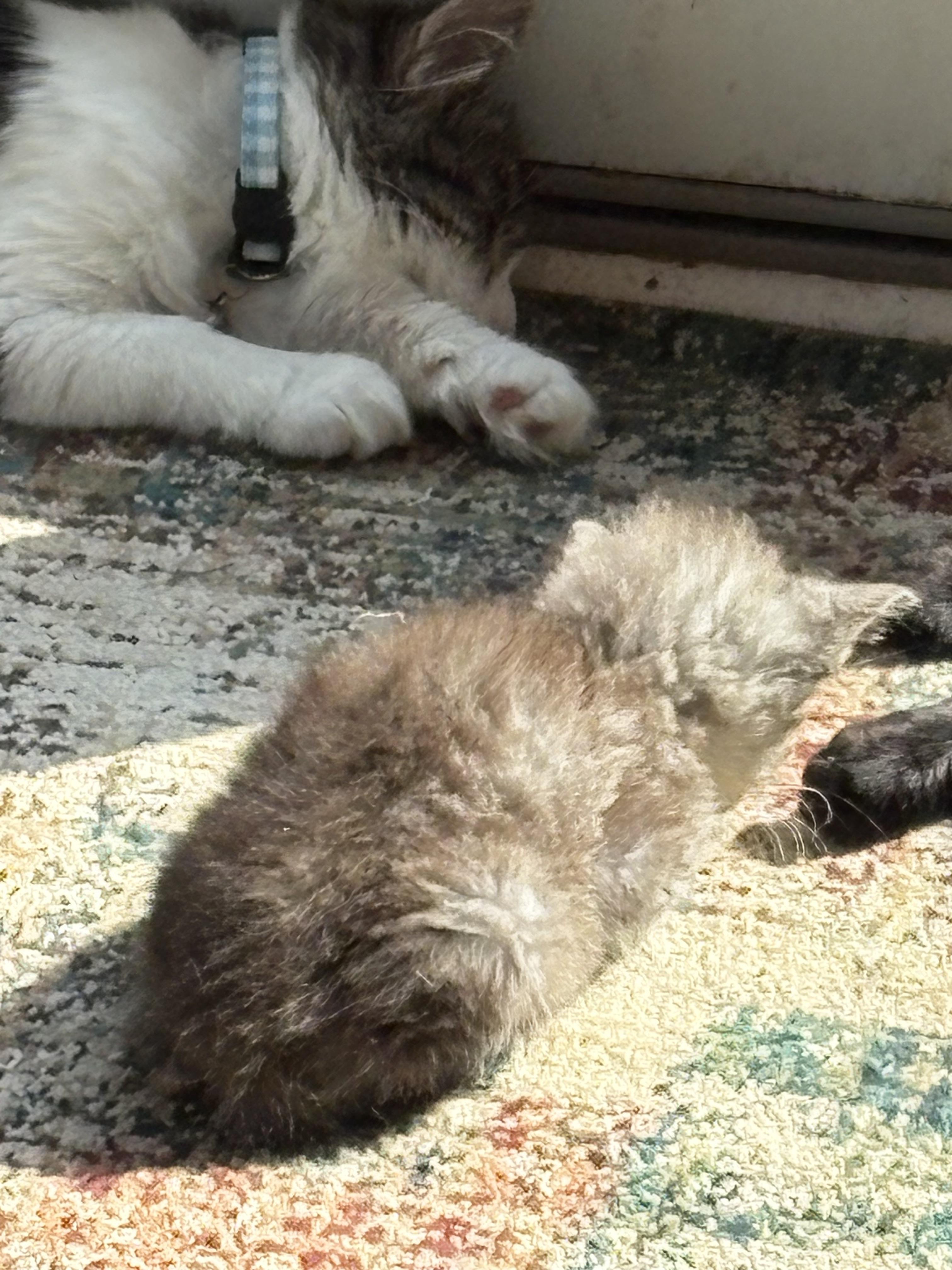 Enlarge Jaime, a Adopted Domestic Medium Hair in Flushing, MI image 3/4