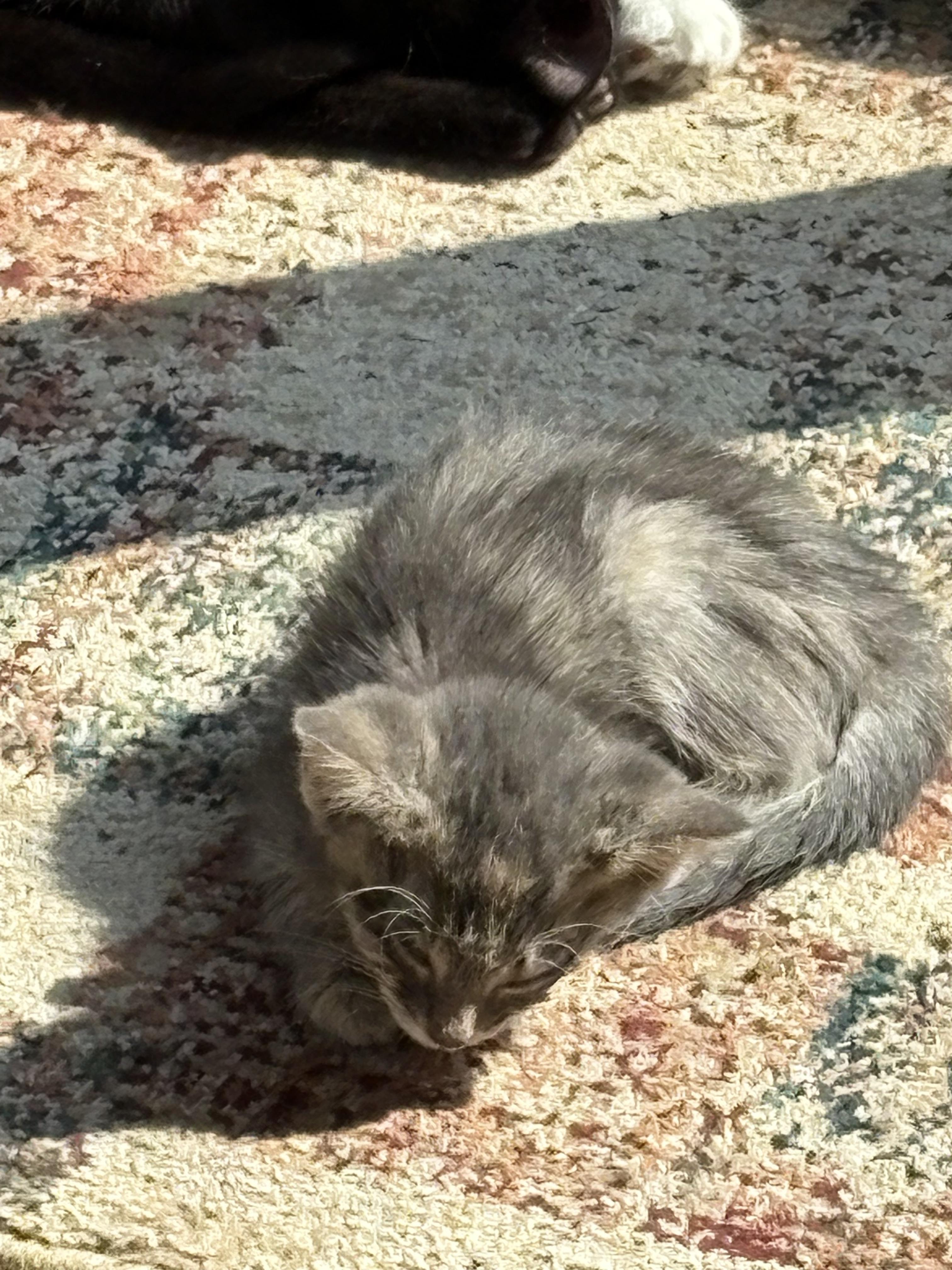 Enlarge Jaime, a Adopted Domestic Medium Hair in Flushing, MI image 4/4