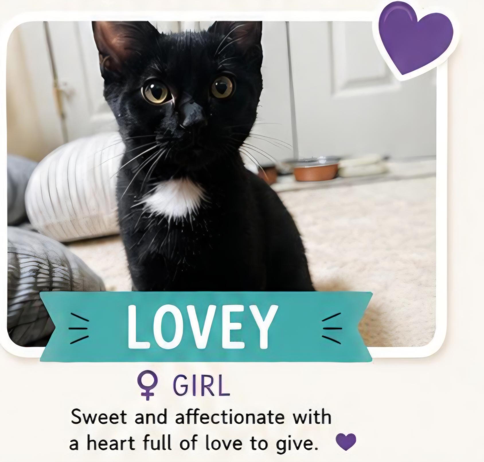 LOVEY, Adoptable, Kitten Female Domestic Short Hair.