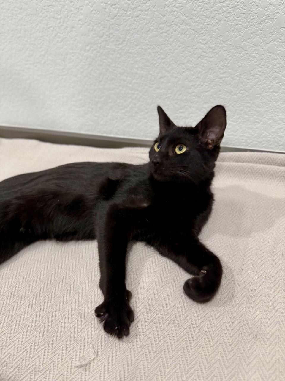 Jetson, an adopted Domestic Short Hair in Las Vegas, NV image 3/3