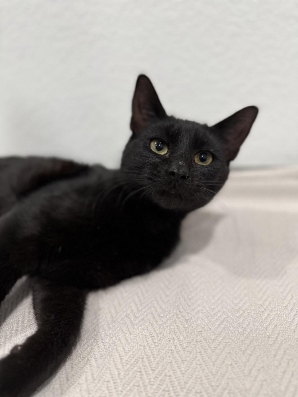 Jetson, an adopted Domestic Short Hair in Las Vegas, NV image 2/3