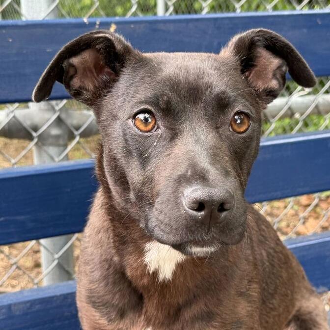 Whisper, Adoptable, Young Female Labrador Retriever & Mixed Breed.
