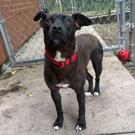 Enlarge Whisper, a Adoptable mixed breed in Dayton, OH image 2/4