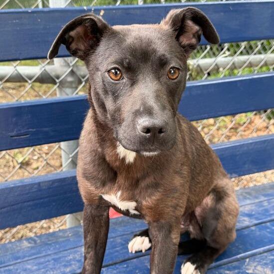 Enlarge Whisper, a Adoptable mixed breed in Dayton, OH image 3/4