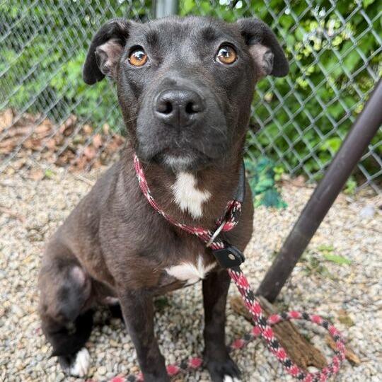 Enlarge Whisper, a Adoptable mixed breed in Dayton, OH image 4/4