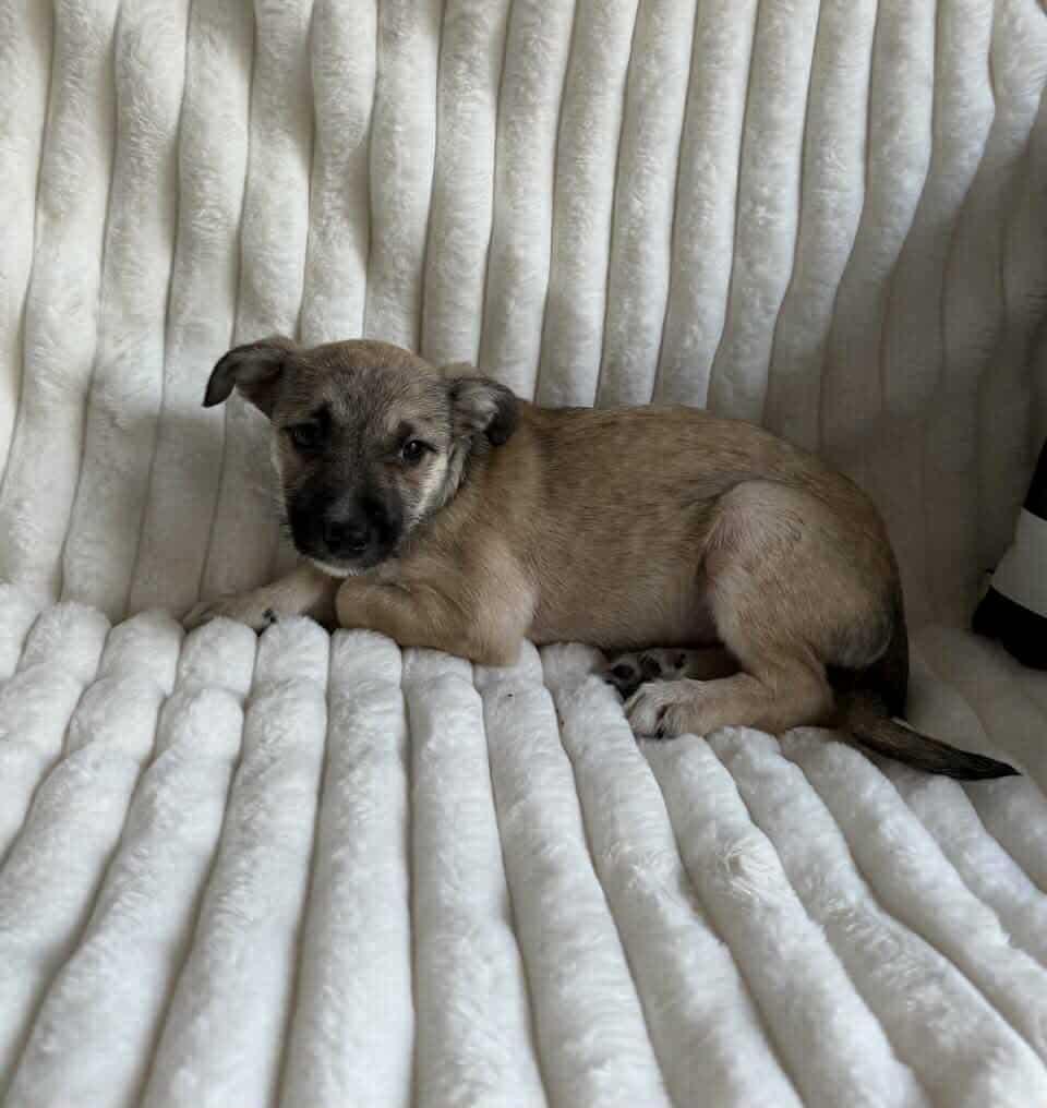 Deedee Arriving thumbnail 2