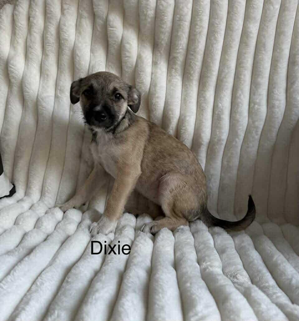 Deedee Arriving thumbnail 3