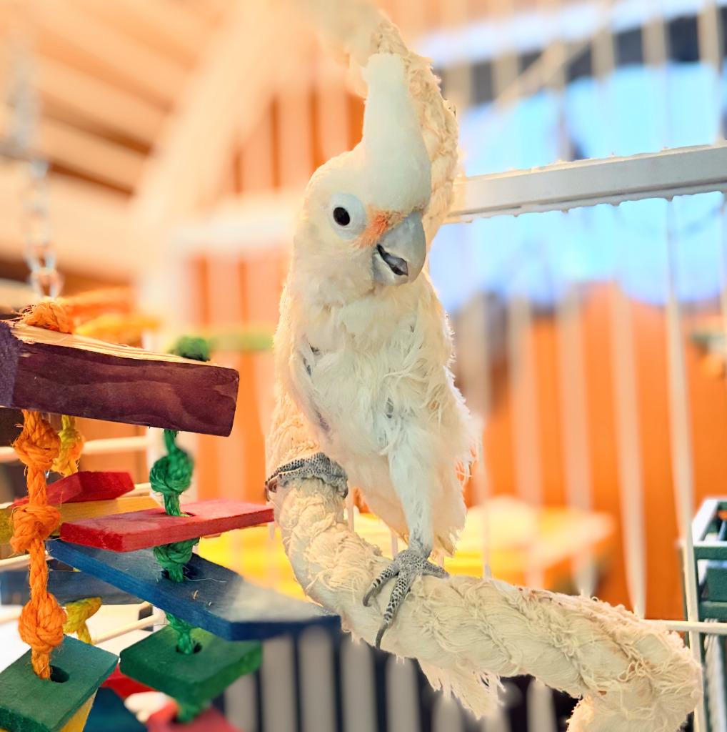 Scoops, Adoptable, Senior Male Cockatoo.