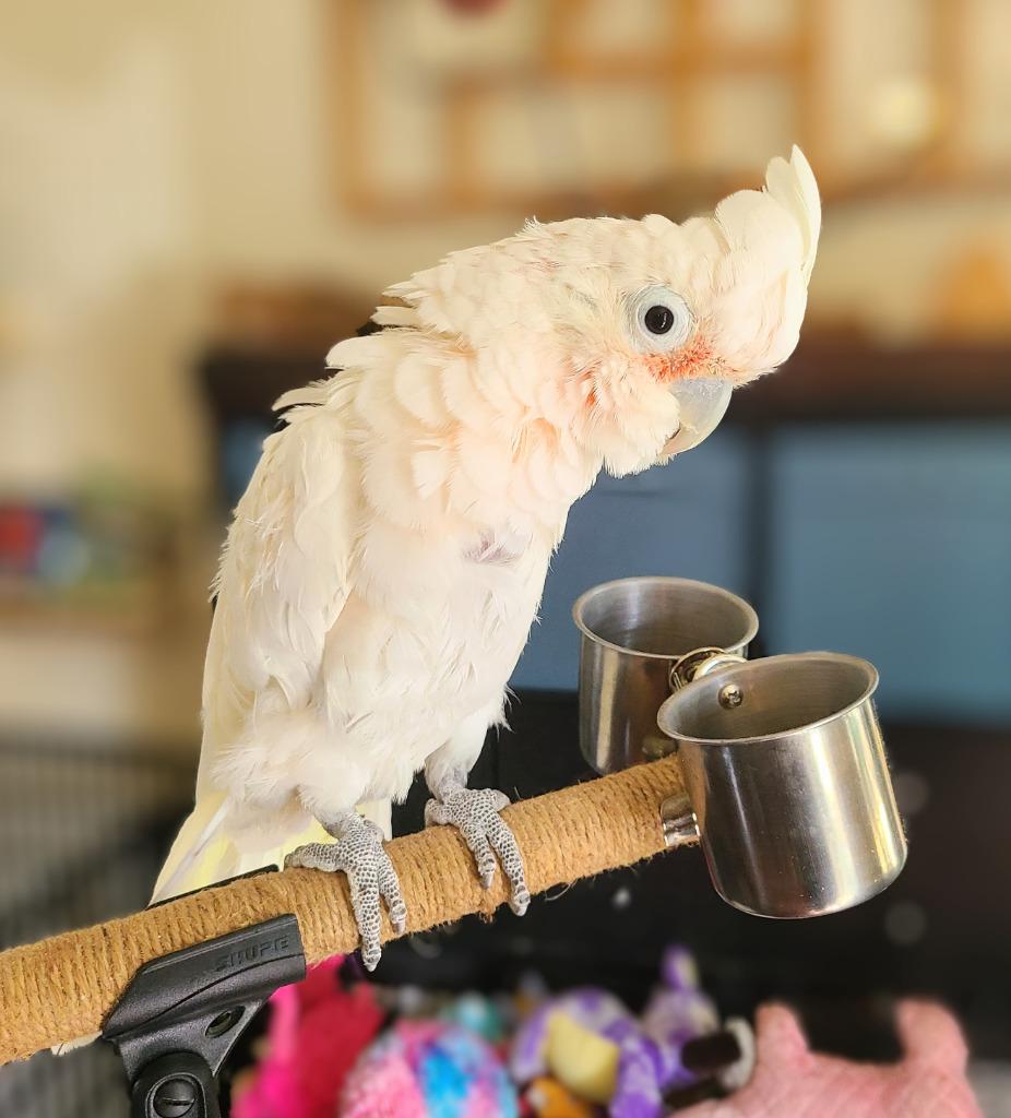 Scoops, Adoptable, Senior Male Cockatoo.