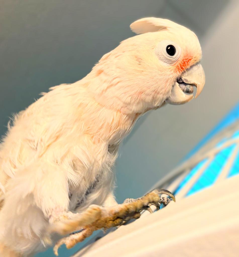 Scoops, Adoptable, Senior Male Cockatoo.