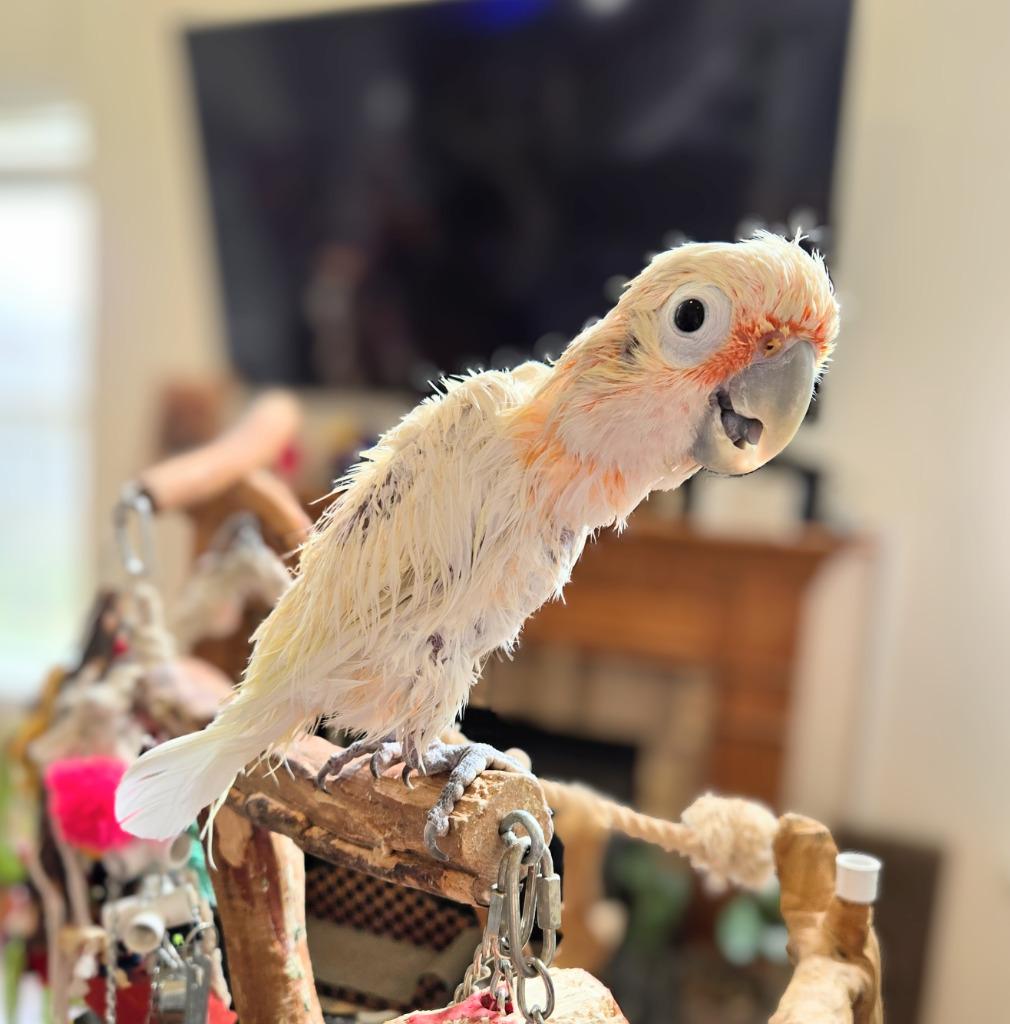 Scoops, a Adoptable Cockatoo in Ballwin, MO image 2/6
